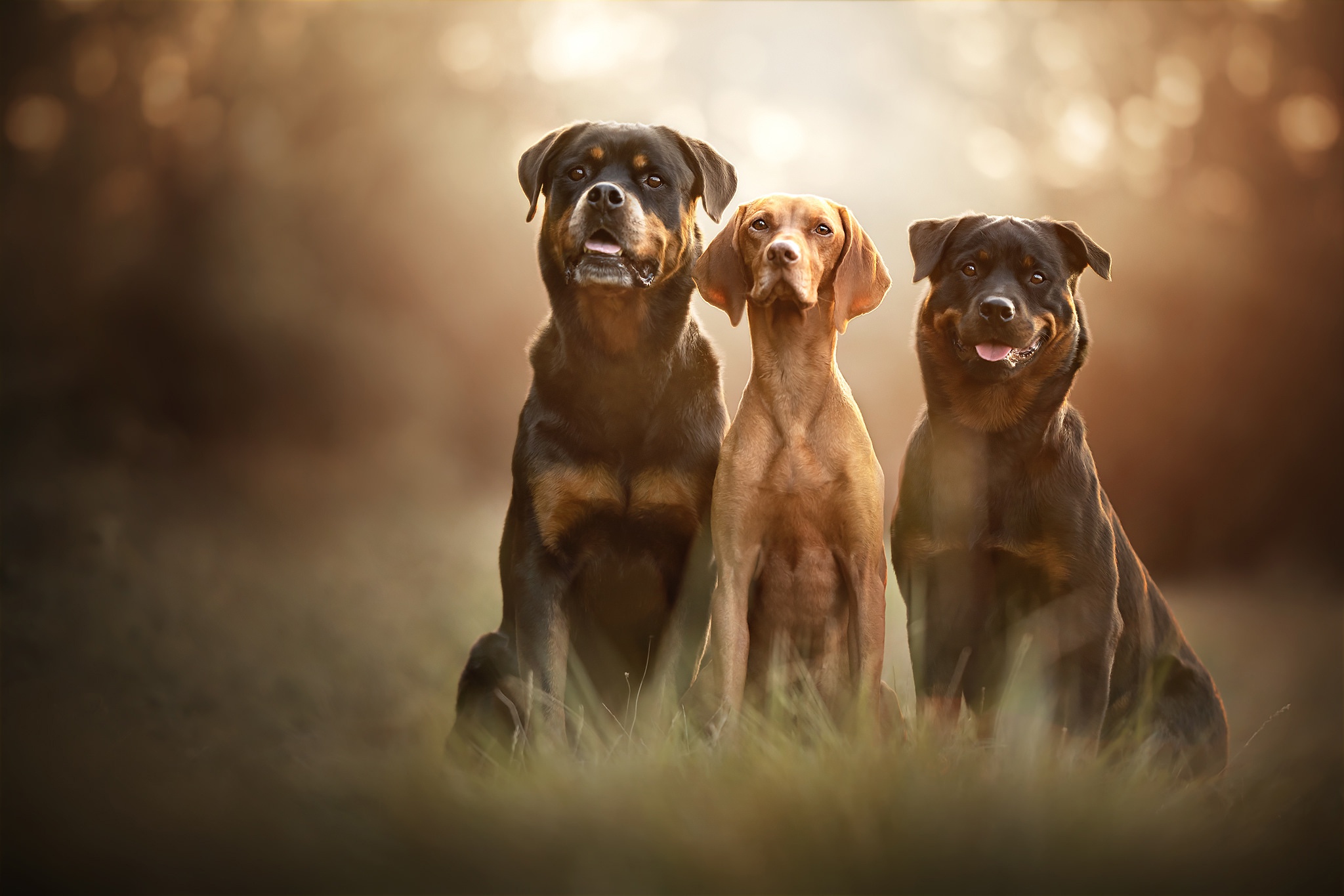 3 собаки есть. Венгерская выжла. Три собаки. Обои с собаками. Фотообои собака.