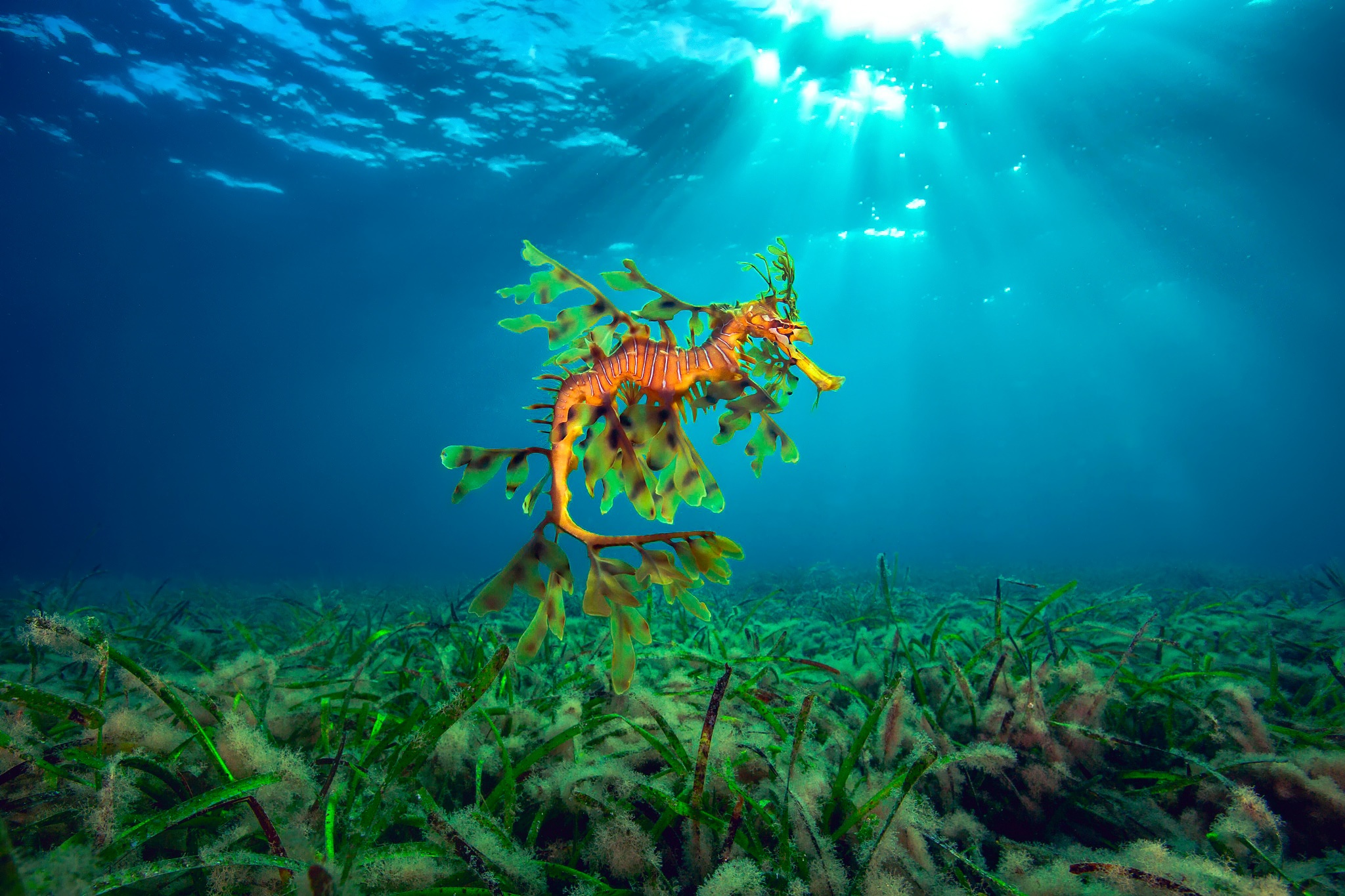 Водоросли на морском дне. Подводные водоросли. Морское дно с водорослями. Обитатели морского дна. Подводный мир водоросли.