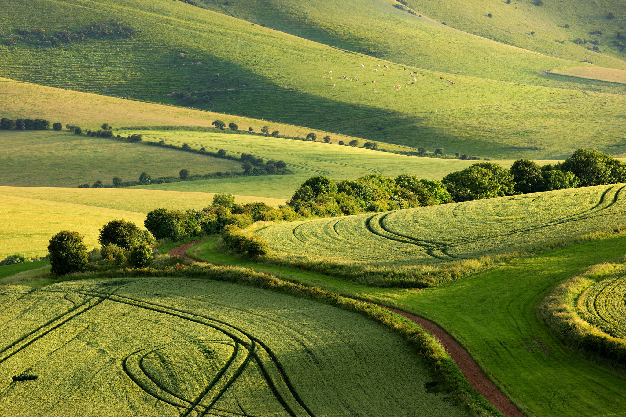 Антропогенные ландшафты. Парк Саут-Даунс. Англия графство Сассекс обои. Сассекс Англия природа. Сассекс Англия фото поля Англии.
