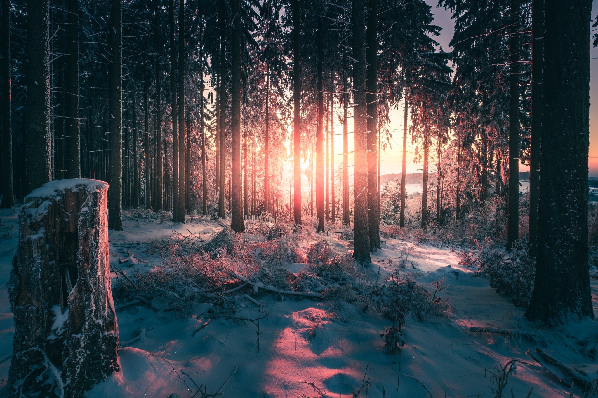 Winter forest. Зимний закат в еловом лесу. Холодный лес. Атмосферный лес. Зимний лес 4к.