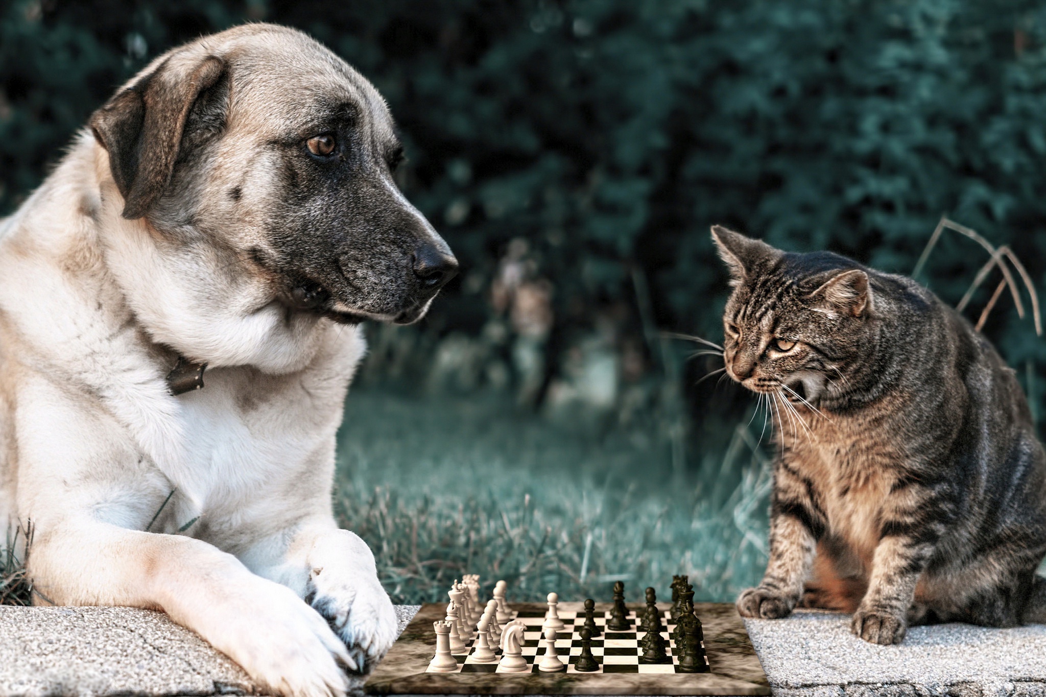 Dog and cat playing. Кошки и собаки. Шахматы кошки. Собака и шахматы. Животные играют.
