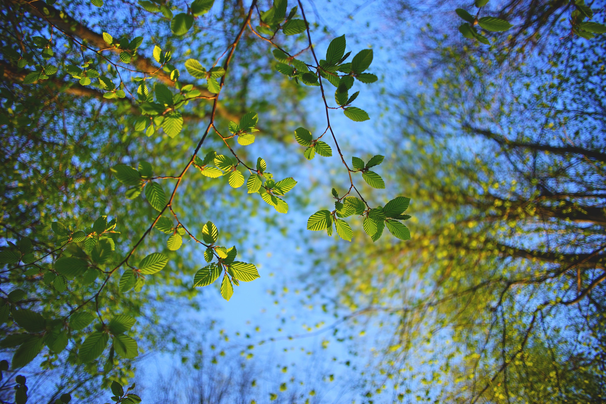 Качающаяся листва. Листва. Листва деревьев. Голубое небо сквозь листву. Деревья листва природа.