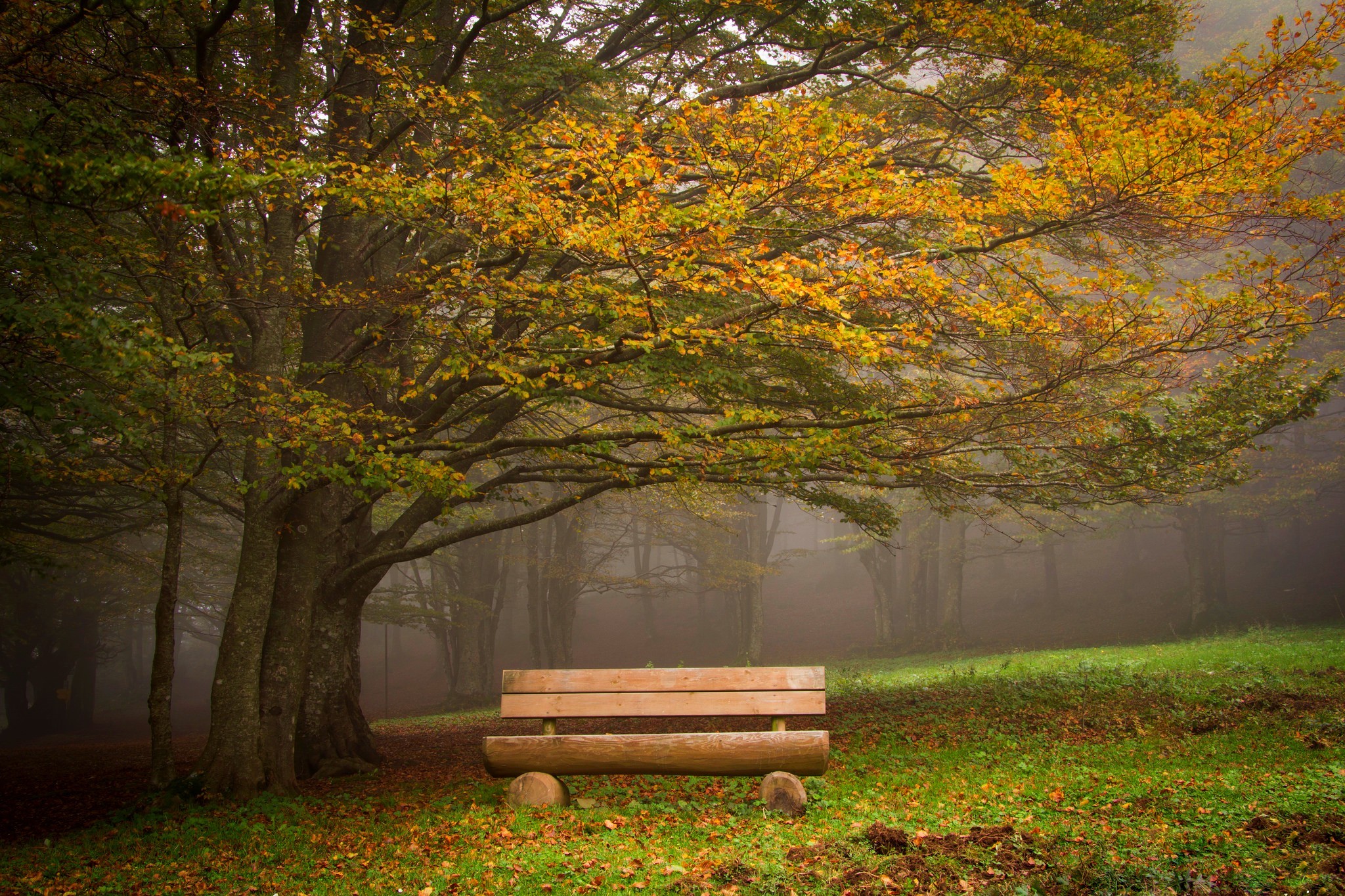 Under bench. Провинциальный парк Макмиллана. Скамейка в парке. Скамейка в лесу. Деревья в парке.