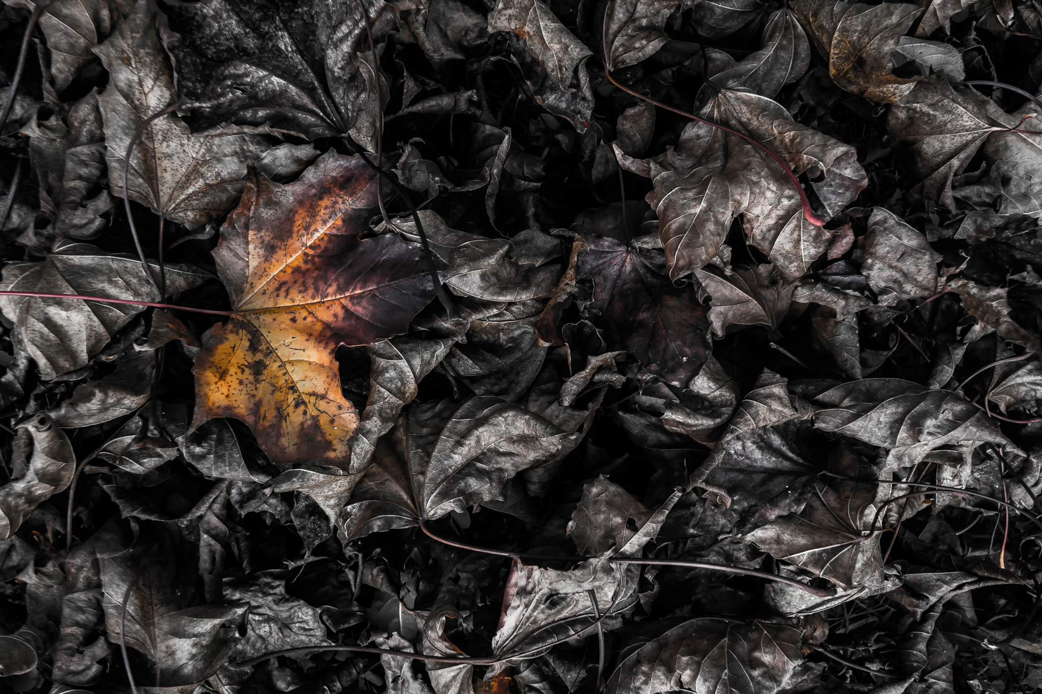 Burning leaves