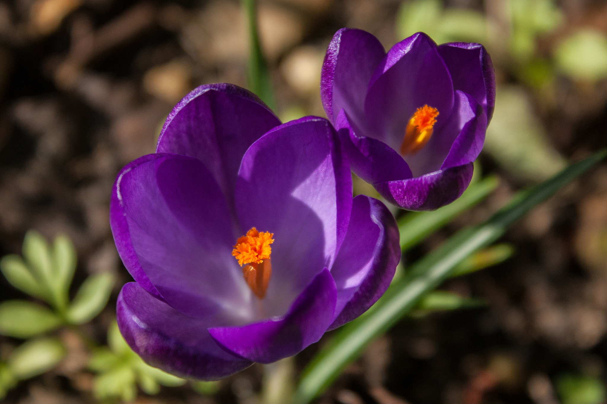 Наведенный цветок. Крокус Барс Пурпл. Крокус узколистный фиолетовый. Крокус цветок сиреневый. Крокусы сиреневые.