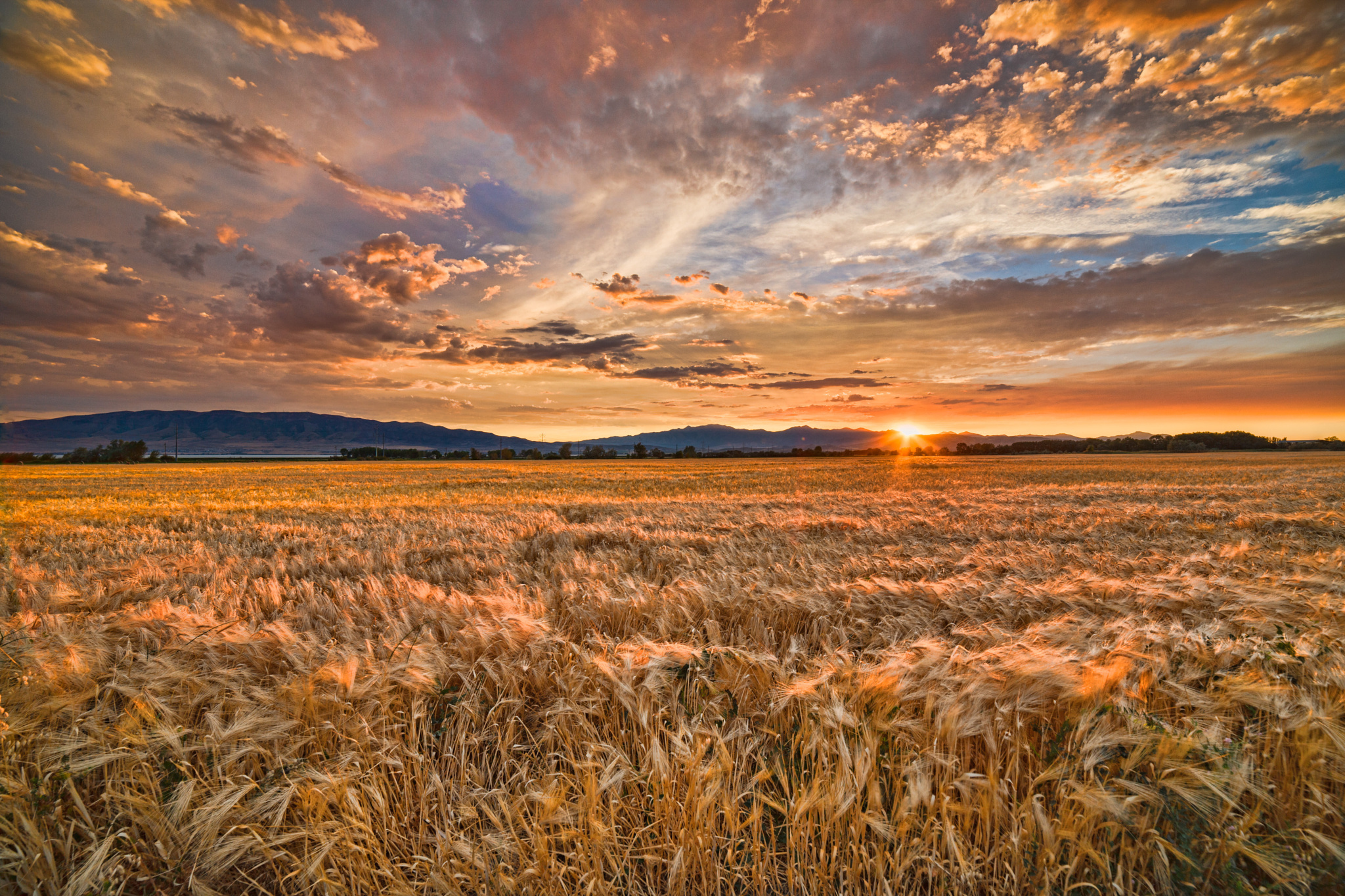 Природа жаждущих. Пшеничное поле Вангол. В поле. Красивое поле. Рассвет в поле.
