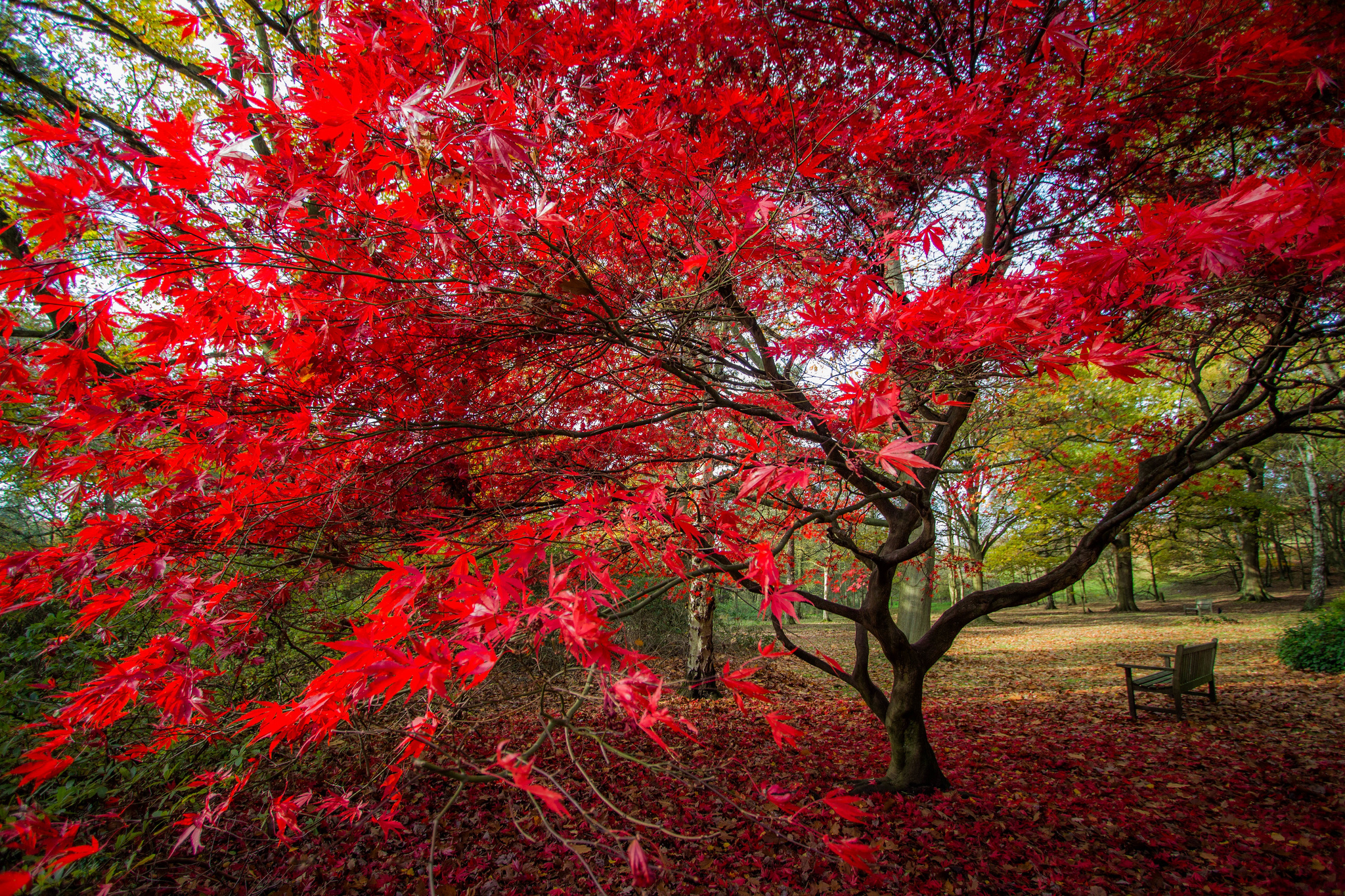 Цвет деревья осенью. Клен канадский красный. Клён канадский краснолистный. Клён канадский багряный. Красный клен дерево.