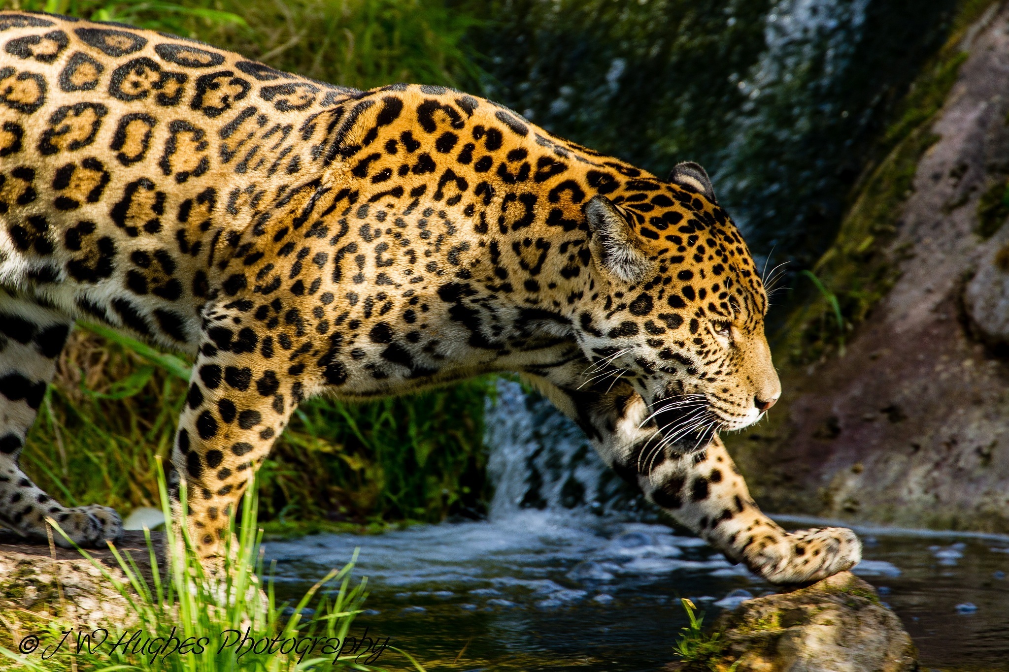 Как выглядит ягуар. Ягуар животное. Ягуар в сельве. Перуанский Ягуар. Ягуар хищник.