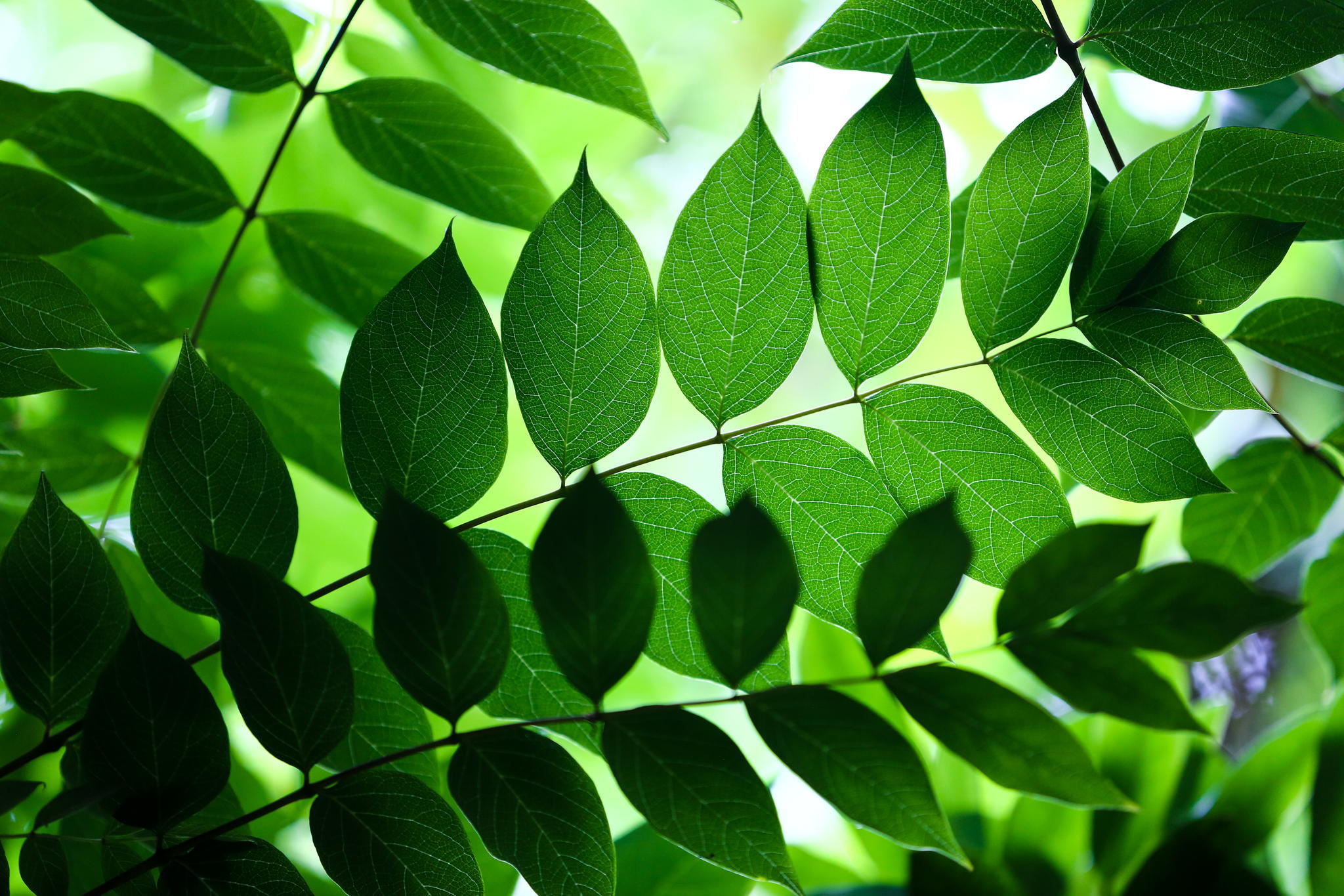 Leaf. Красивые листья. Обои листья. Зеленый лист. Листья растений.