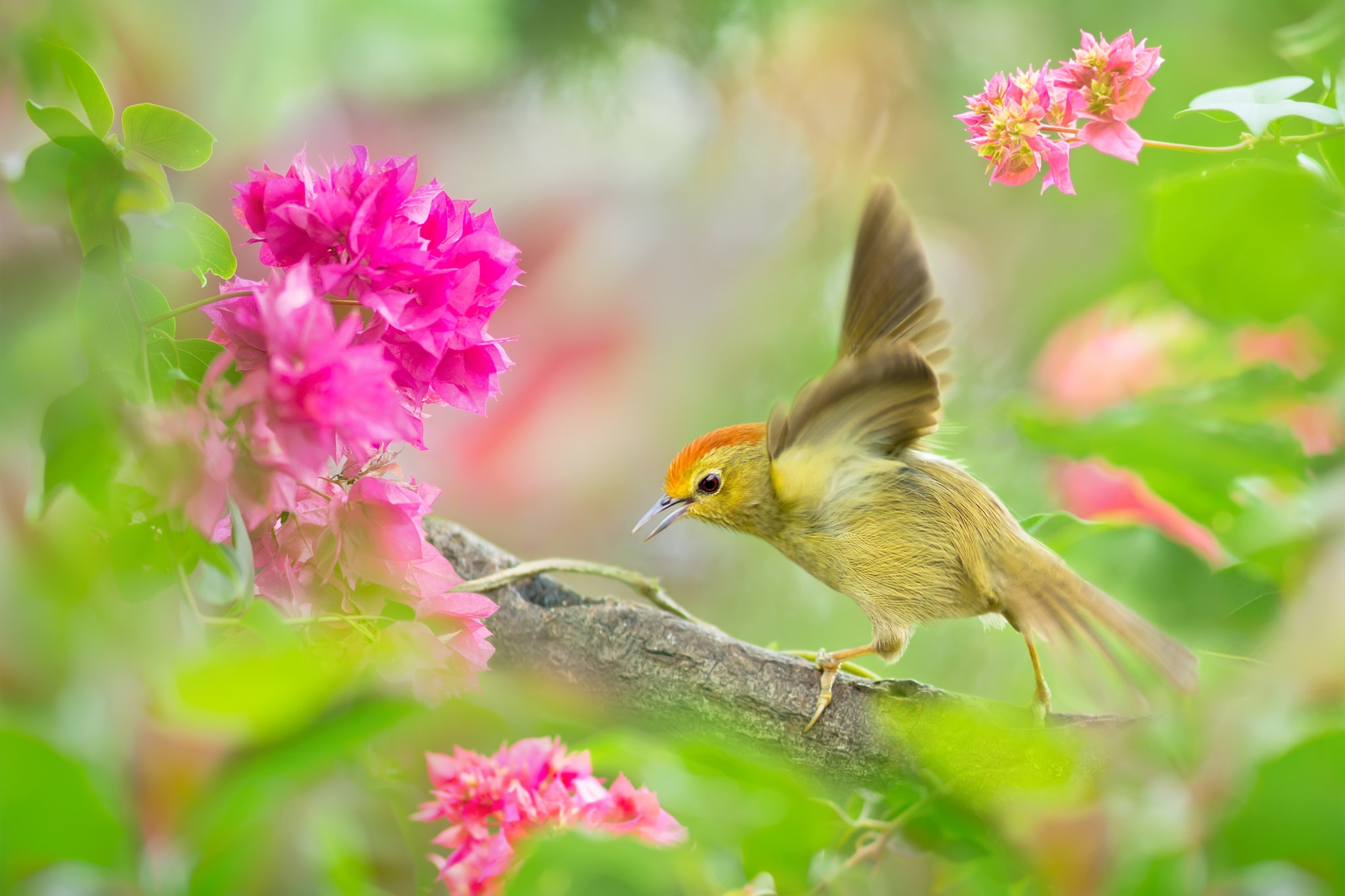Красивая природа с птицами. Весенние птицы. Красивые птицы. Яркие птички. Птицы летом.