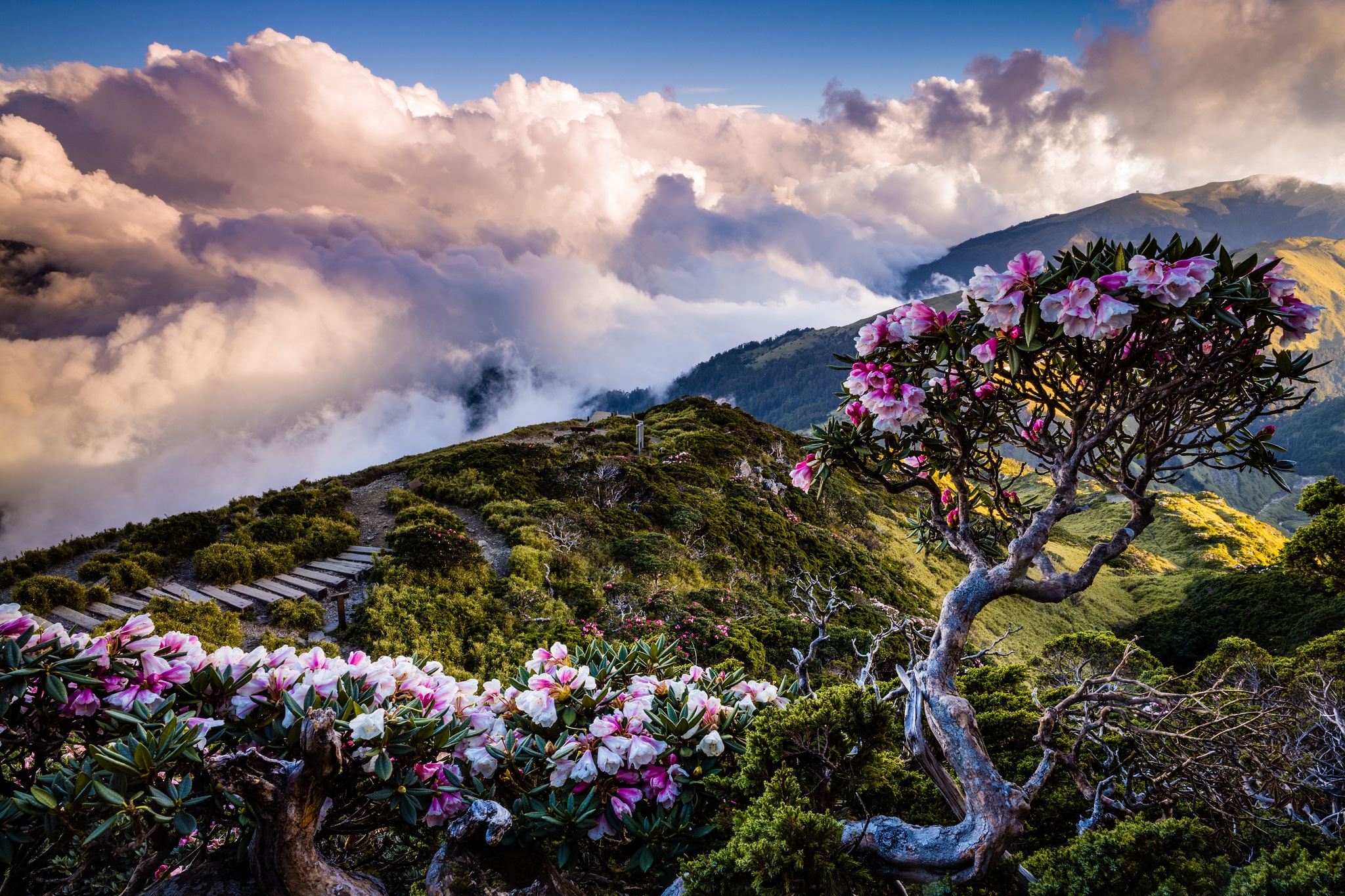 Розовые деревья в горах. Рододендрон в горах Монти-Сибиллини. Чеджудо рододендрон. Рододендрон Тибет. Рододендрон цветение.