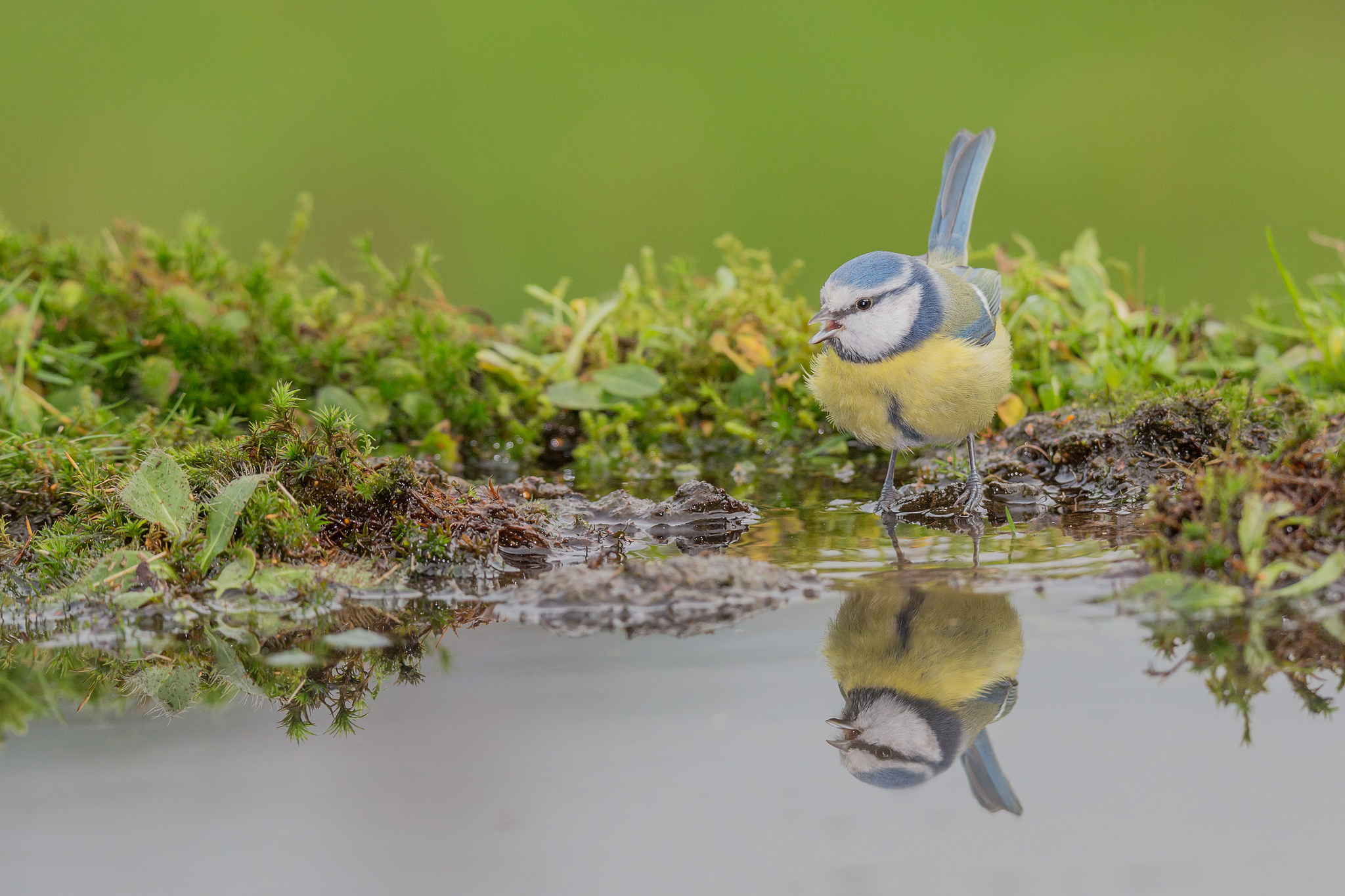 Птичка вода. Отражение в воде птички. Синицы у воды. Птички возле воды. Пернатая фауна лазоревка.