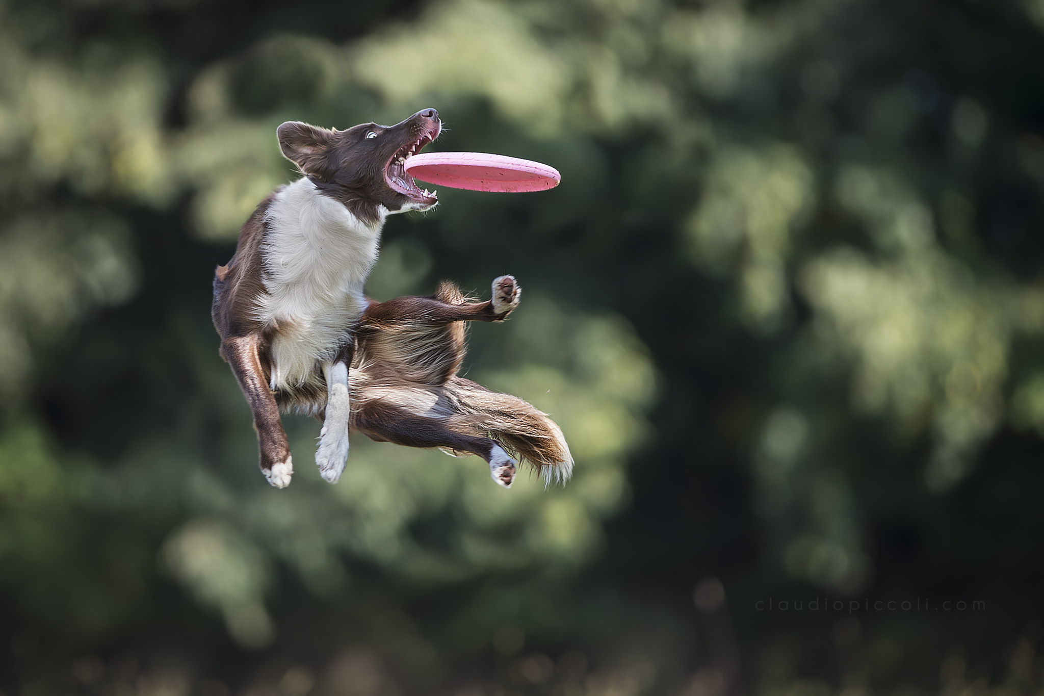 Скачать обои прыжок, игра, собака, пес, диск, ловит, Border Collie, апорт,  раздел ситуации в разрешении 2048x1365