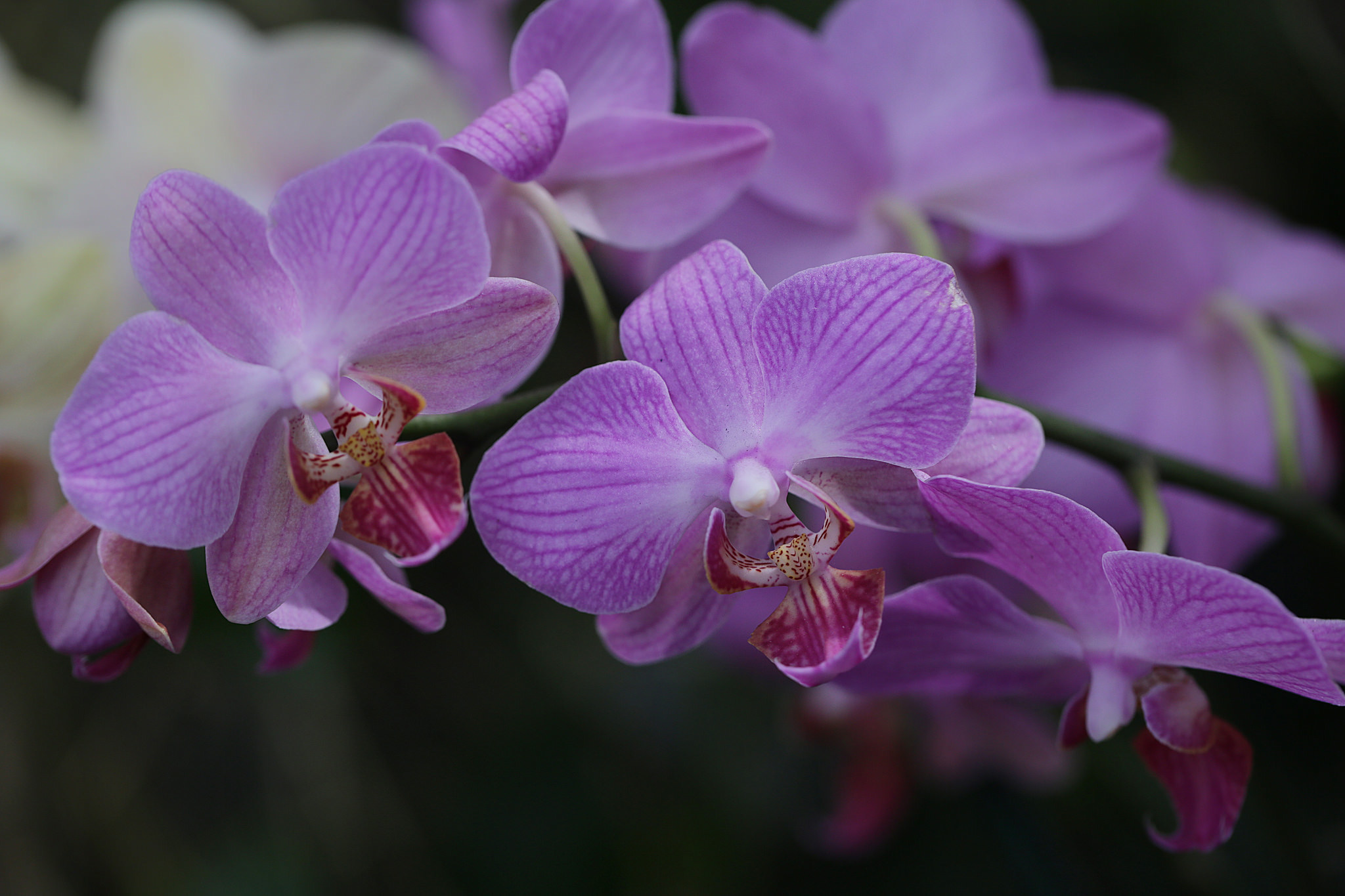 Flowers orchids. Фаленопсис Марит. Фаленопсис Tropical Dream. Фаленопсис тункан. Фаленопсис Рефлекшн.