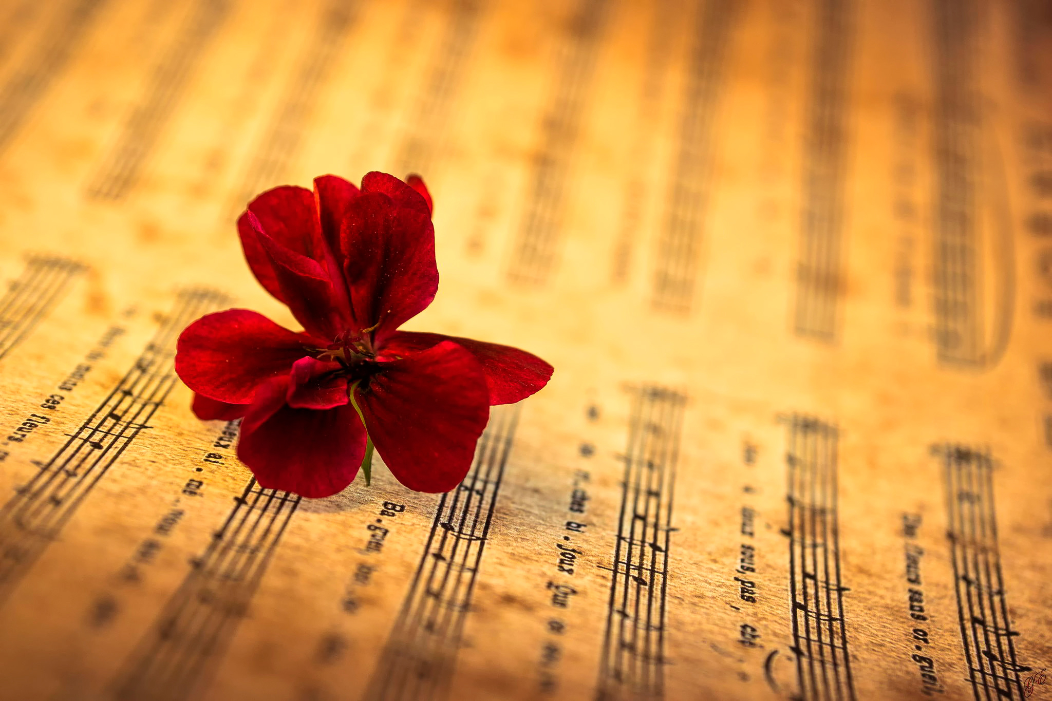 Цветы с красивой песней