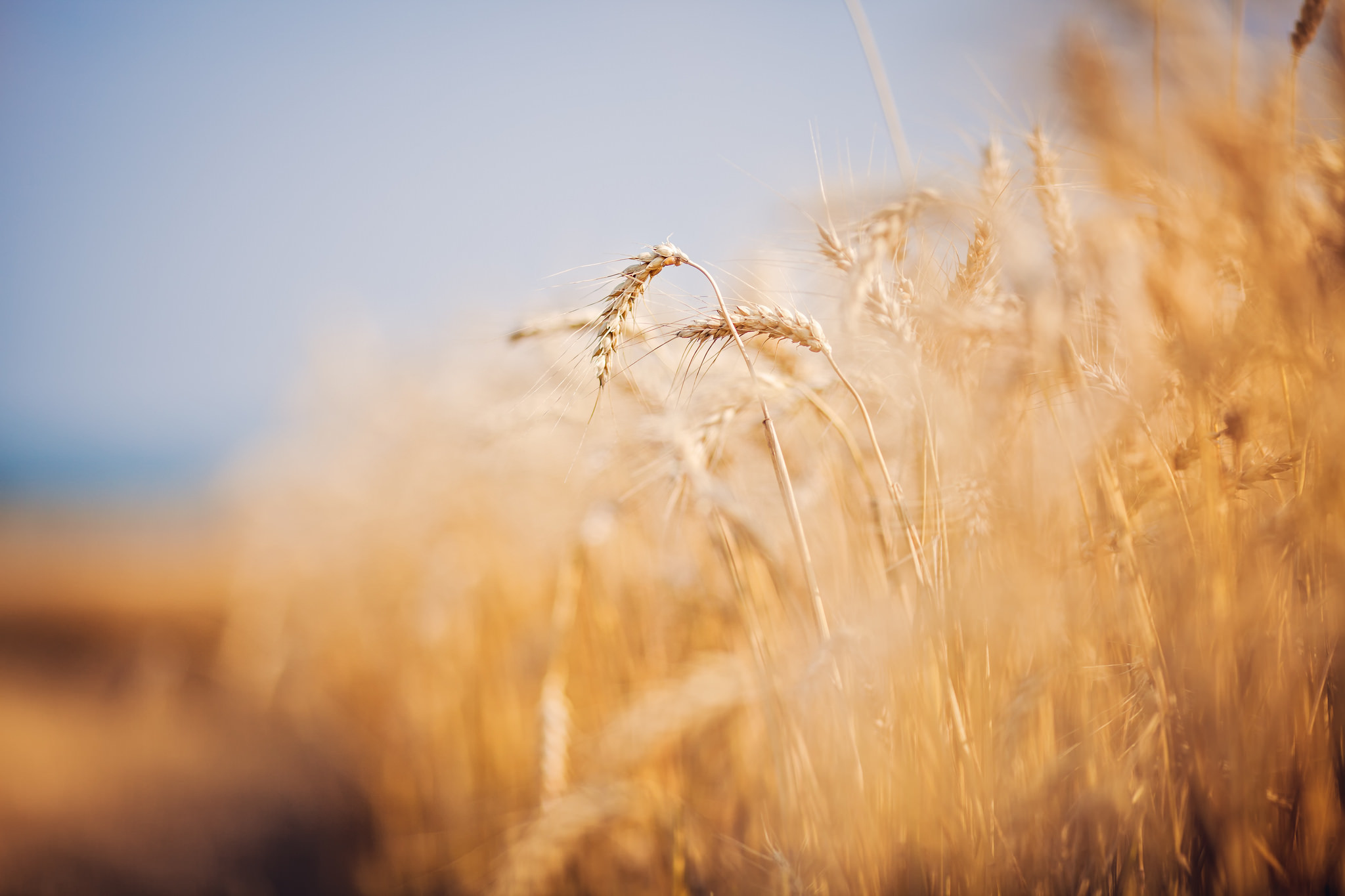 Пшеничный фон. Пшеничное поле. Поле с колосьями. Колосья солнце. Пшеница фон.