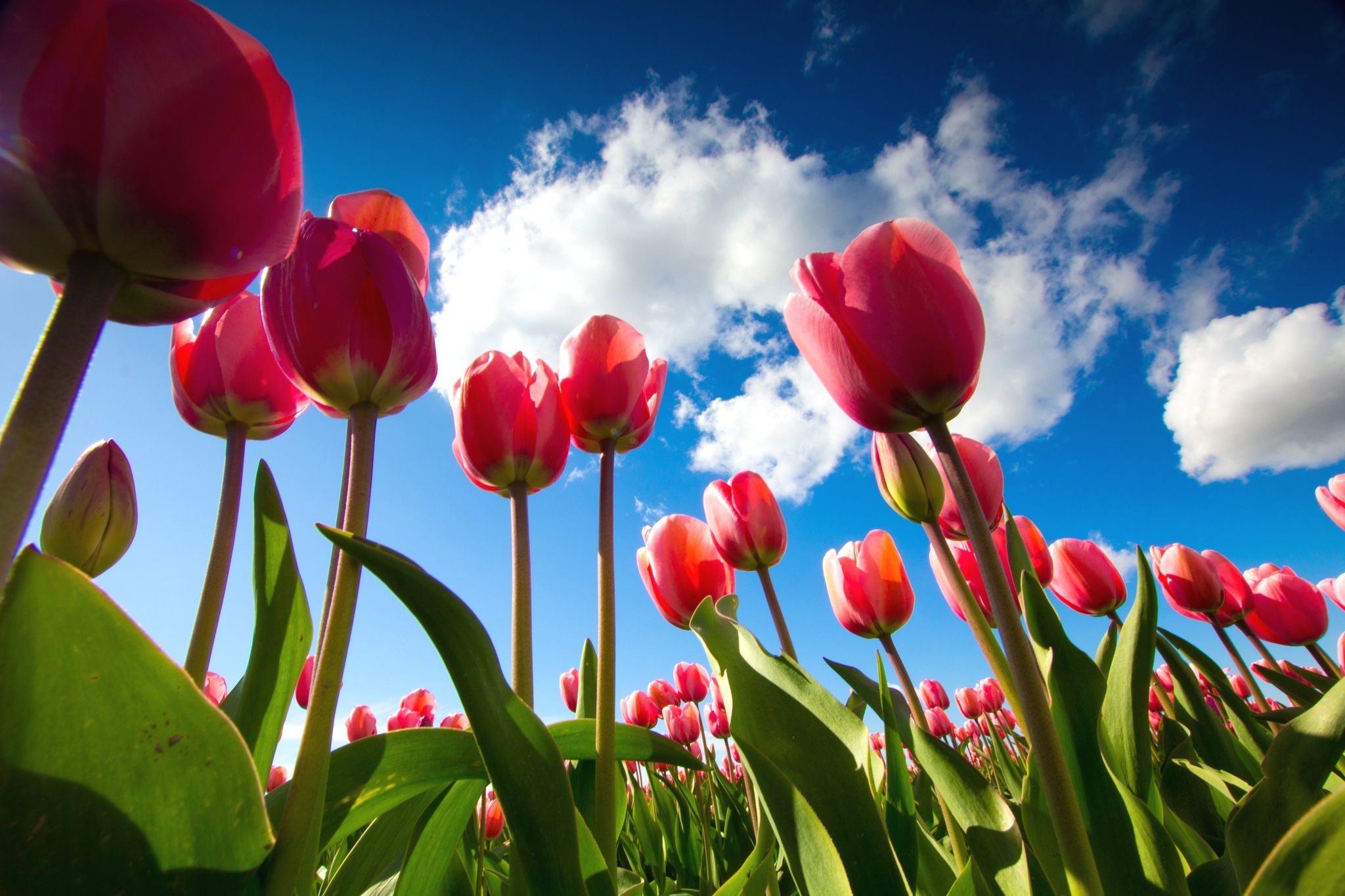 Тюльпаны картинки хорошего качества. Цветы тюльпаны. Весенние тюльпаны. Красные тюльпаны.