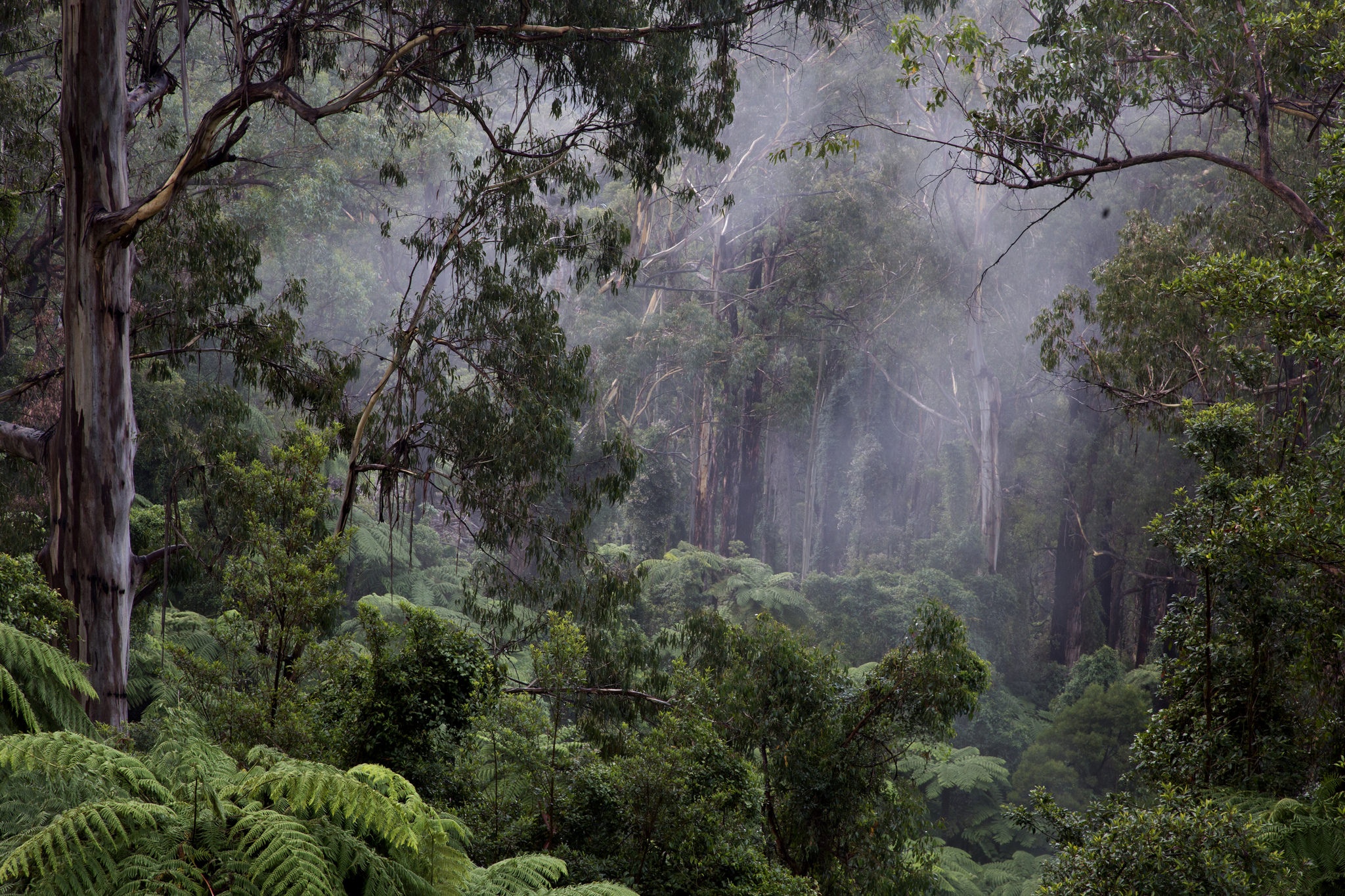 Влажные экваториальные леса климатические условия. Тропические дождевые леса Африка. Гилея Южной Америки это. Влажные тропические леса Южной Америки. Влажный экваториальный лес Африки.