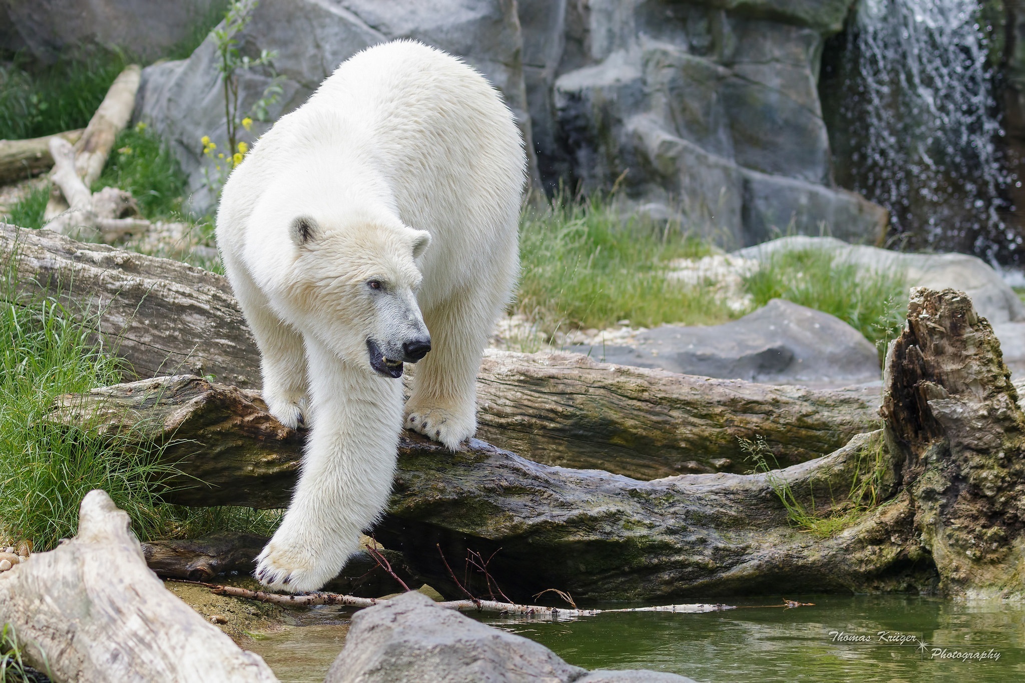 Какие медведи хищники. Зоопарк белый Полярный медведь. Белый медведь в Московском зоопарке. Медведь в Ильменском заповеднике. Медведи отряд хищных.