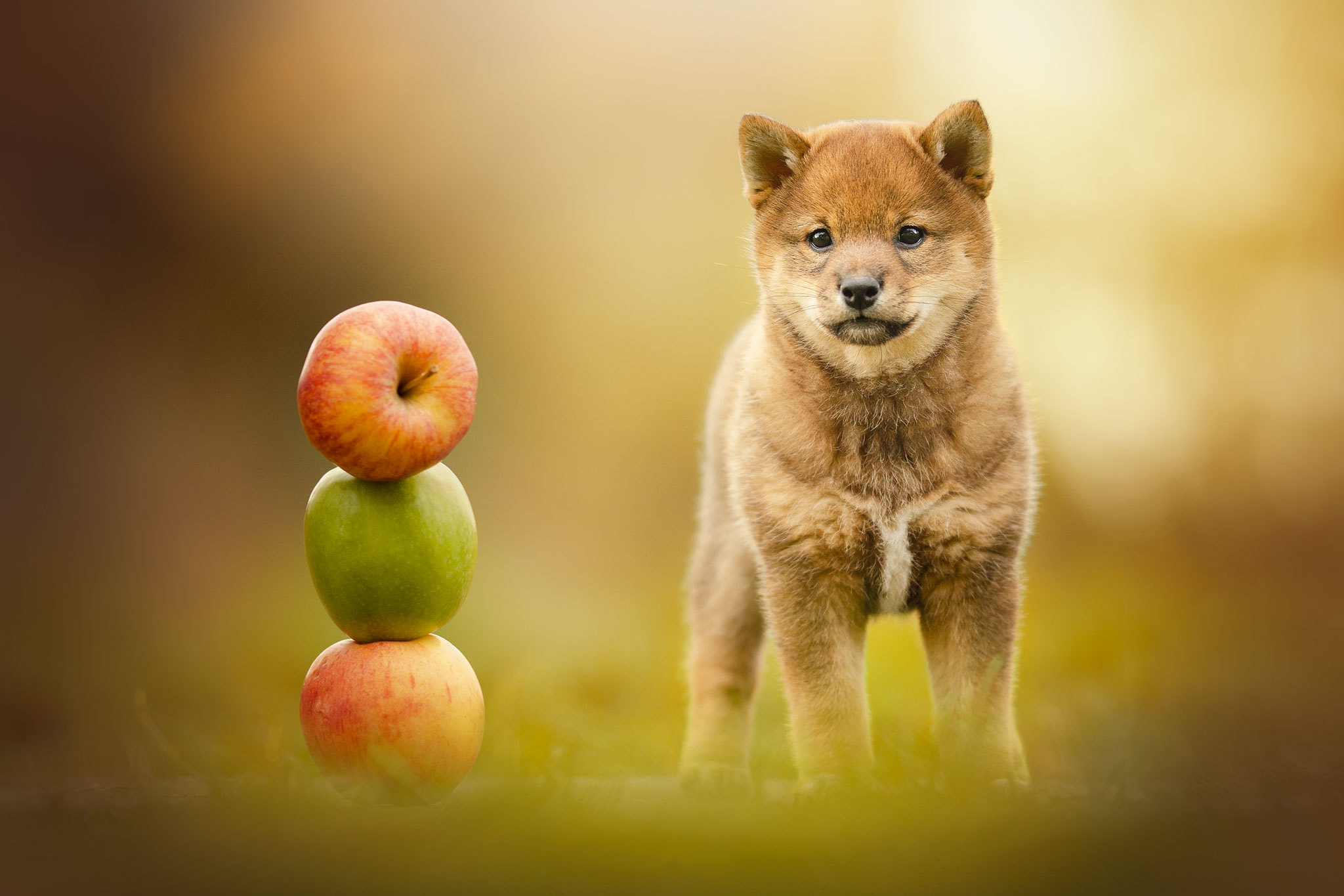 Apple dogs. Сиба ину обои. Яблочная собака. Собака с яблоком. Собака под яблоками.