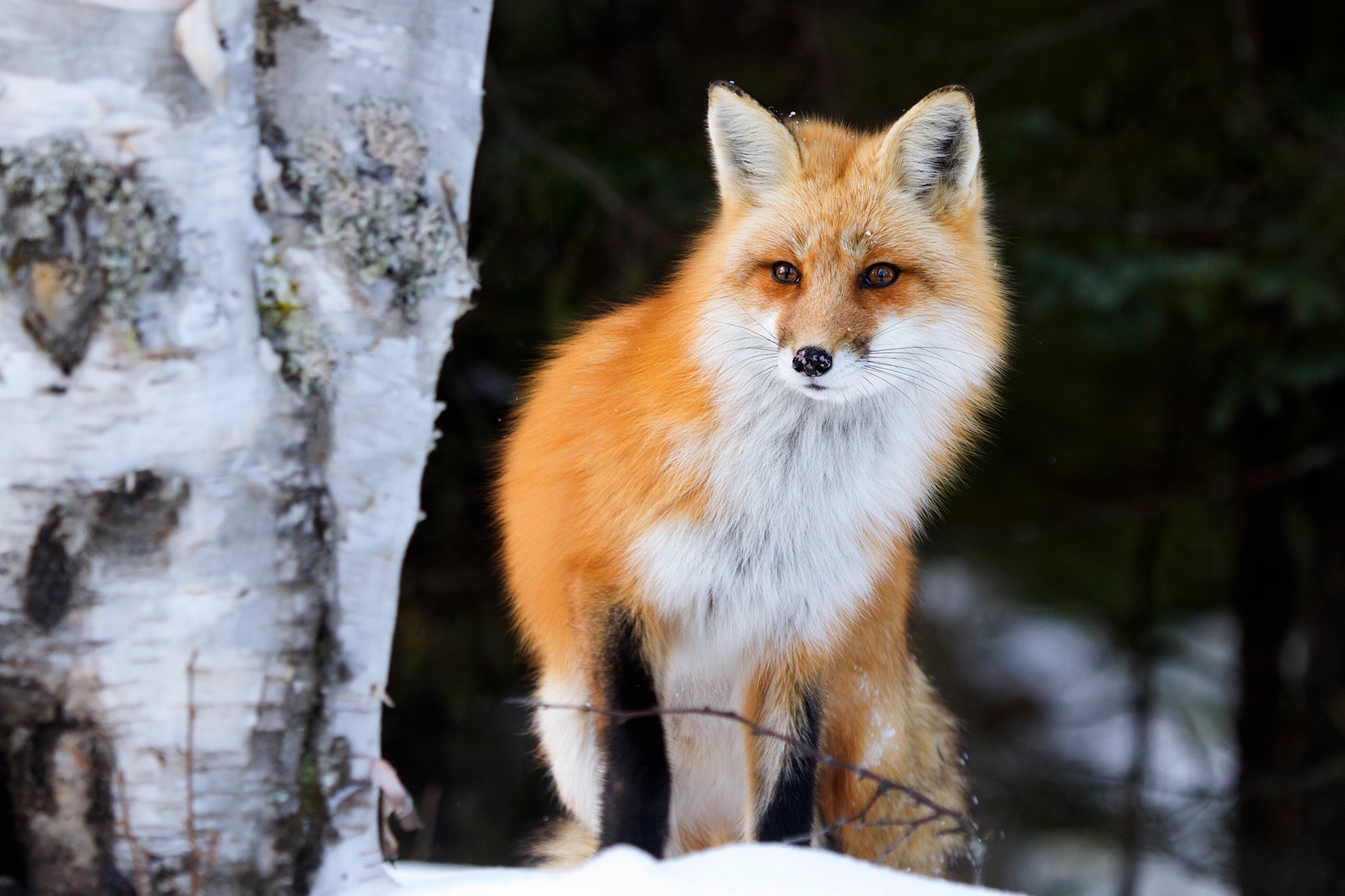 P fox. Лиса. Красивая лиса. Лиса зимой. Обыкновенная лисица.