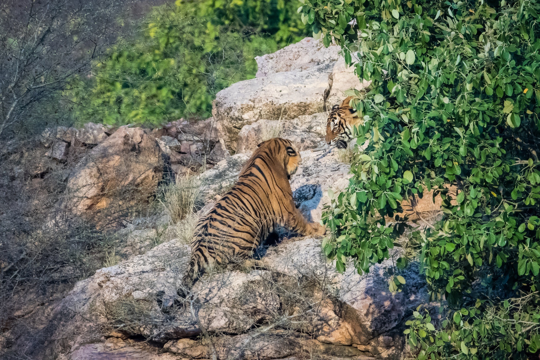 Тигр образует реку. Национальный парк Рантамбор в Индии. Национальный парк Рантхамбор тигры. Заповедник тигровая балка в Таджикистане. Тигр в горах.