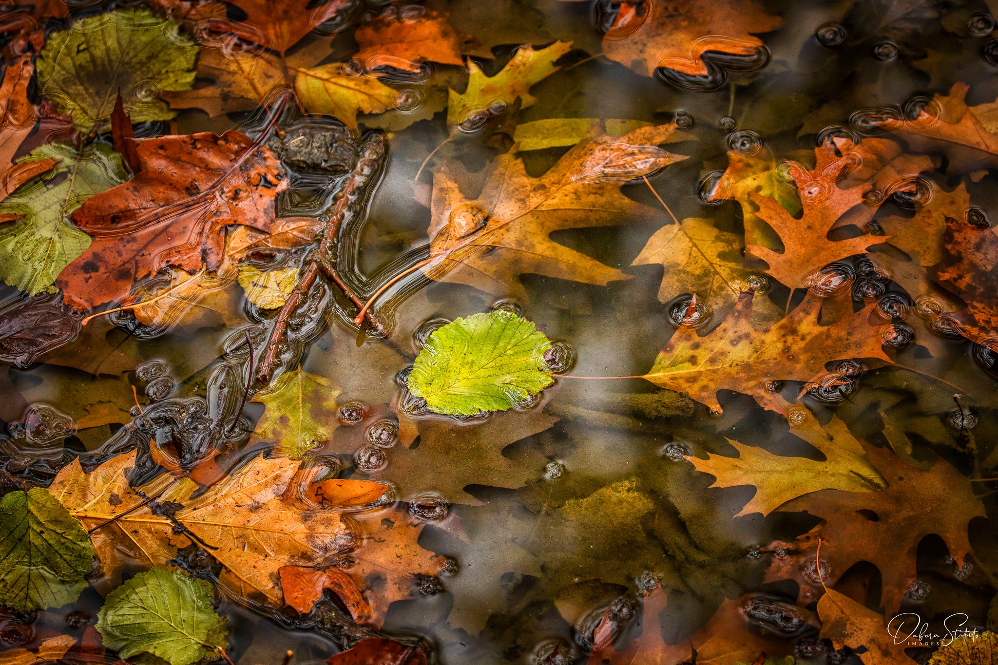 Падающие листья в воду. Листья в воде осень. Листья на воде. Листья под водой. Осенние листья под водой.
