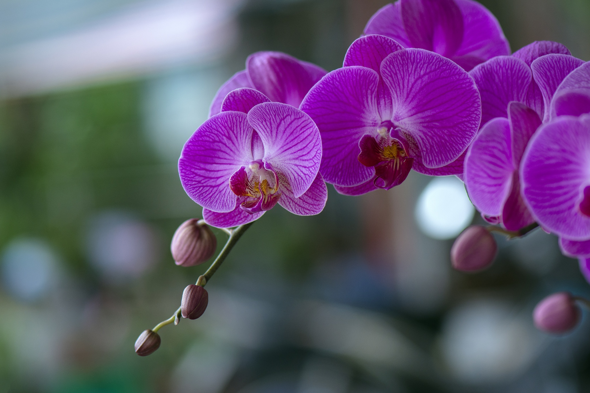 Flowers orchids. Фаленопсис Орлеан. Фаленопсис Посейдон. Цветок Орхидея фаленопсис. Фаленопсис Алтея.