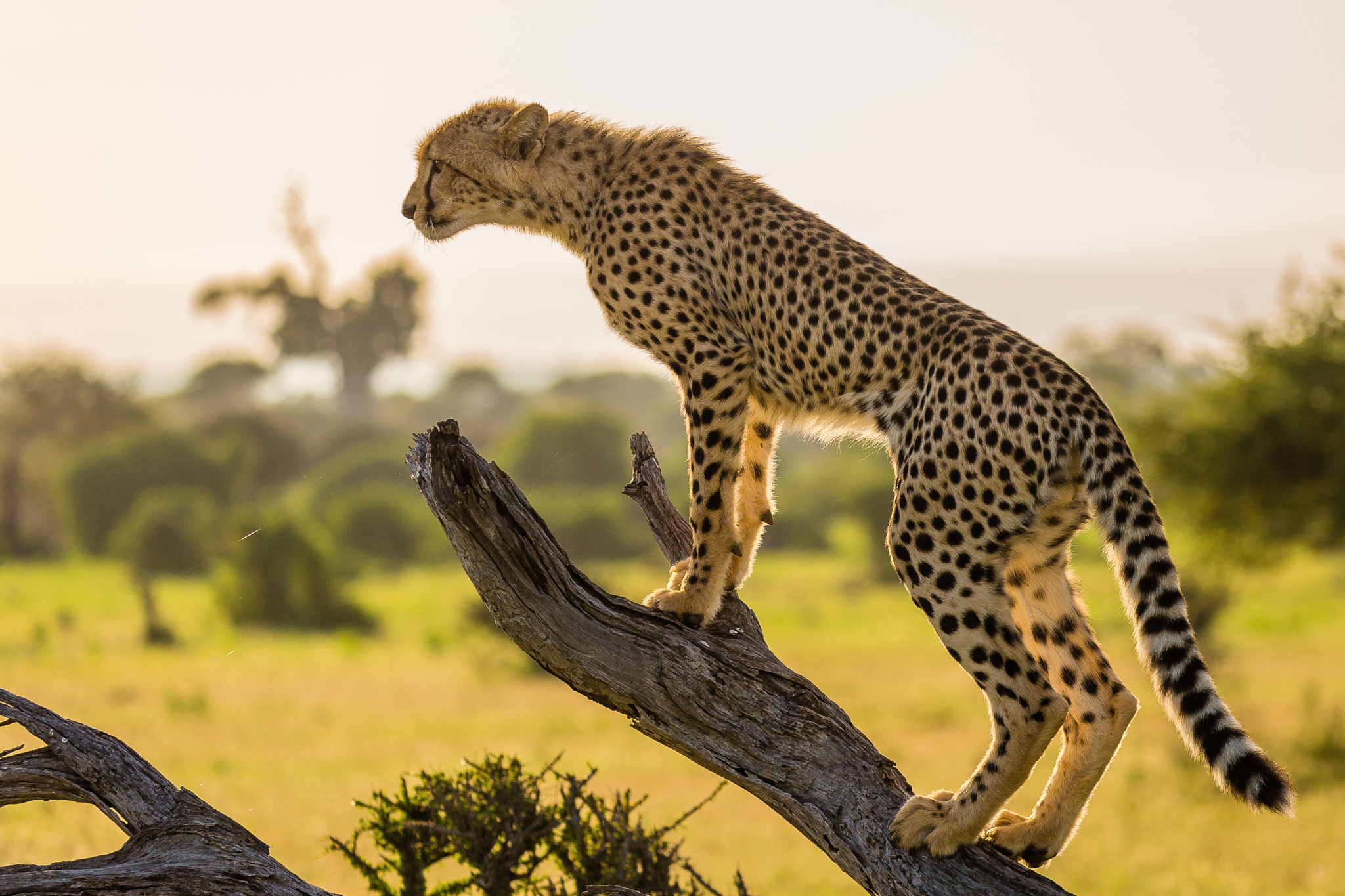 Animal 1 hour. Южноафриканский гепард. Cheetah (гепард). Гепард в саванне. Гепард в Африке.