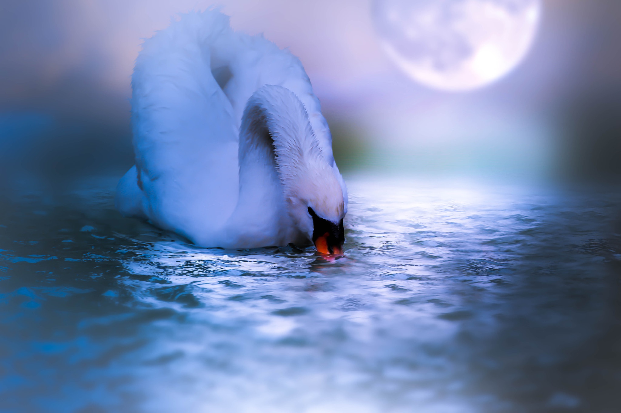 Луна лебединая. Лебедь ночью. Лунный лебедь. Лебеди под луной. Птицы на воде фото.