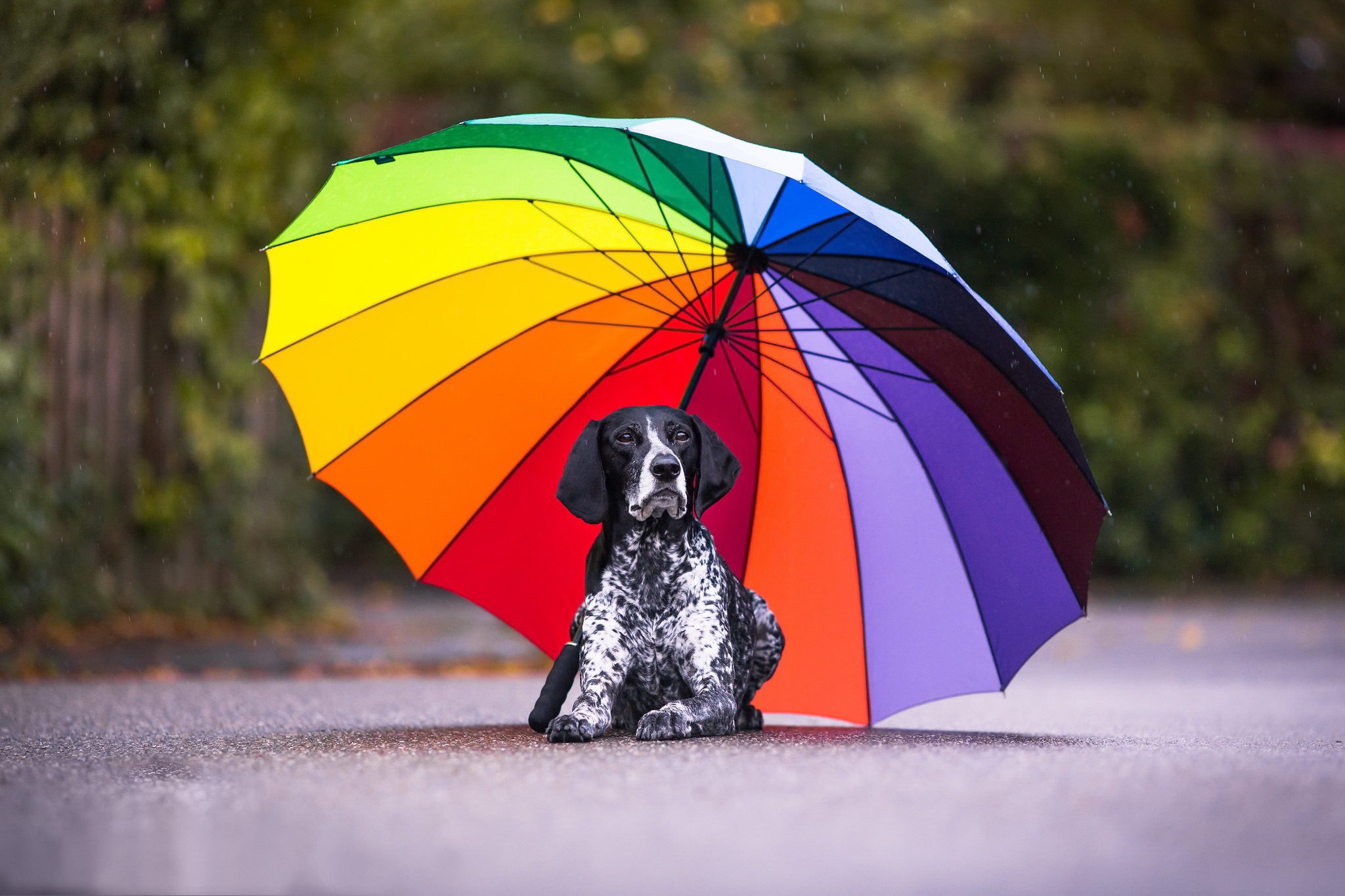 Обои зонтика. Собака под зонтом. Зонтики яркие. Зонтик для собак. Зонтик с собачками.