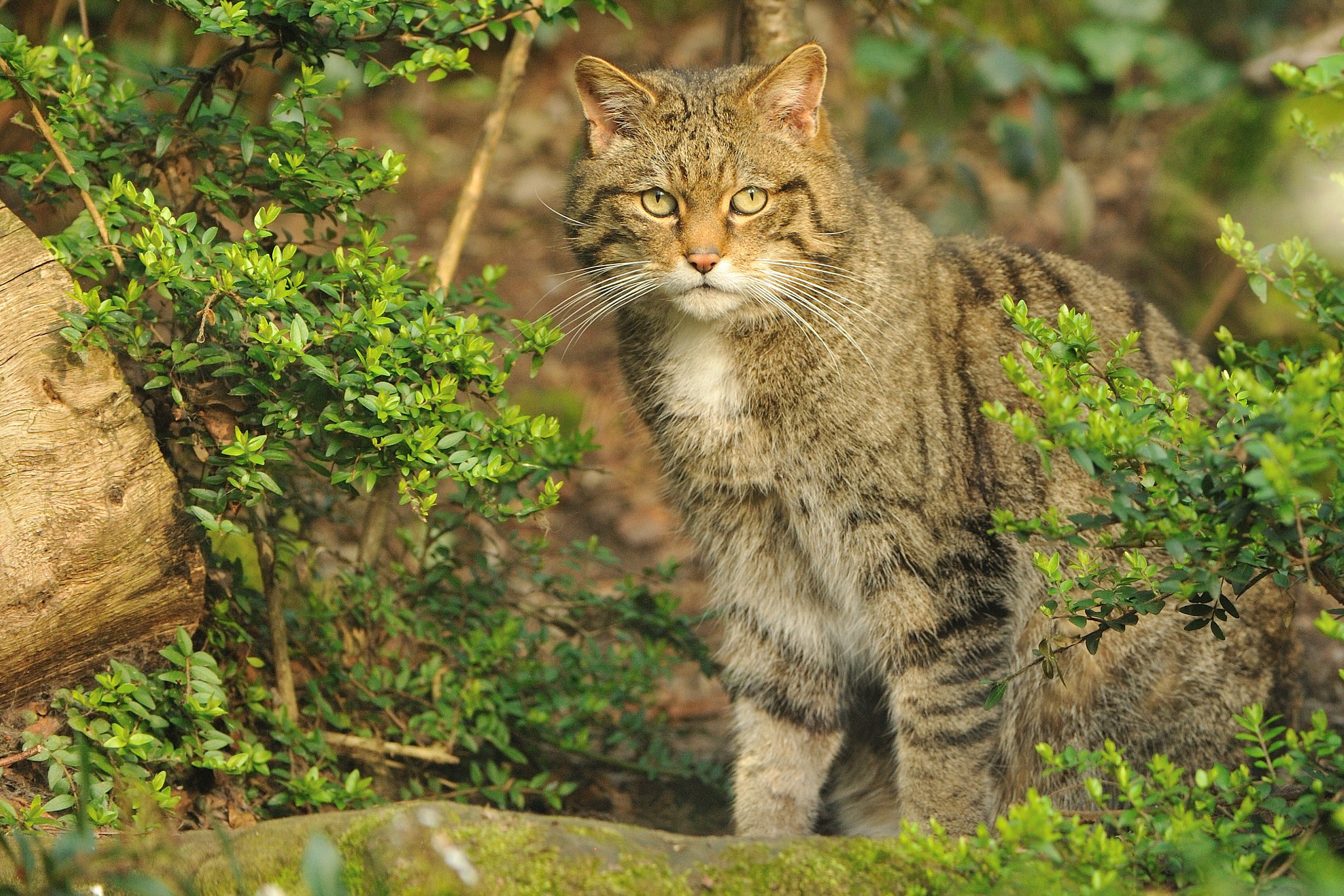 Дикие кошки котов. Европейский Лесной кот камышовый. Лесной кот Felis Silvestris. Шотландская Дикая Лесная кошка. Среднеевропейский Лесной кот.