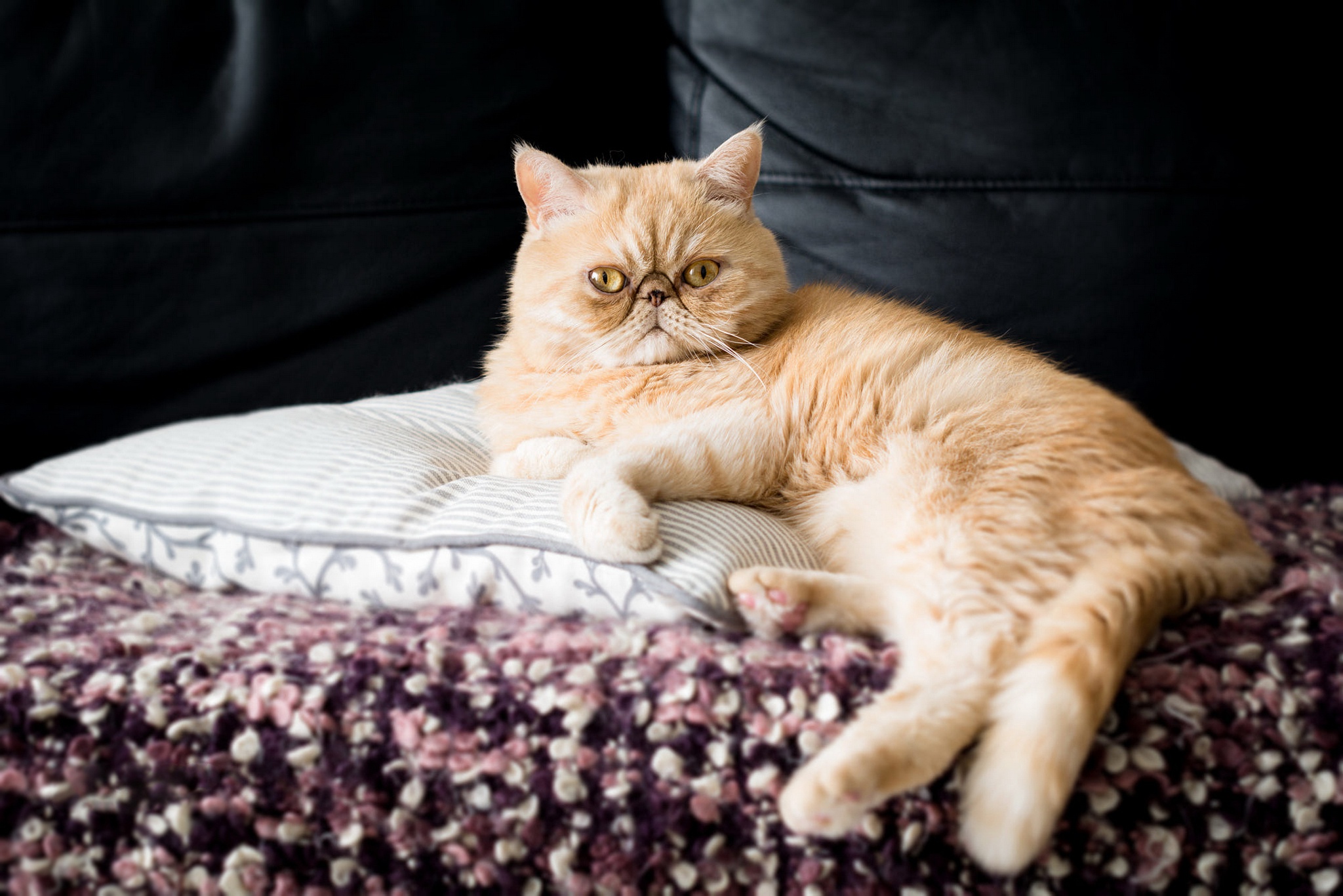 Персидская кошка на диване
