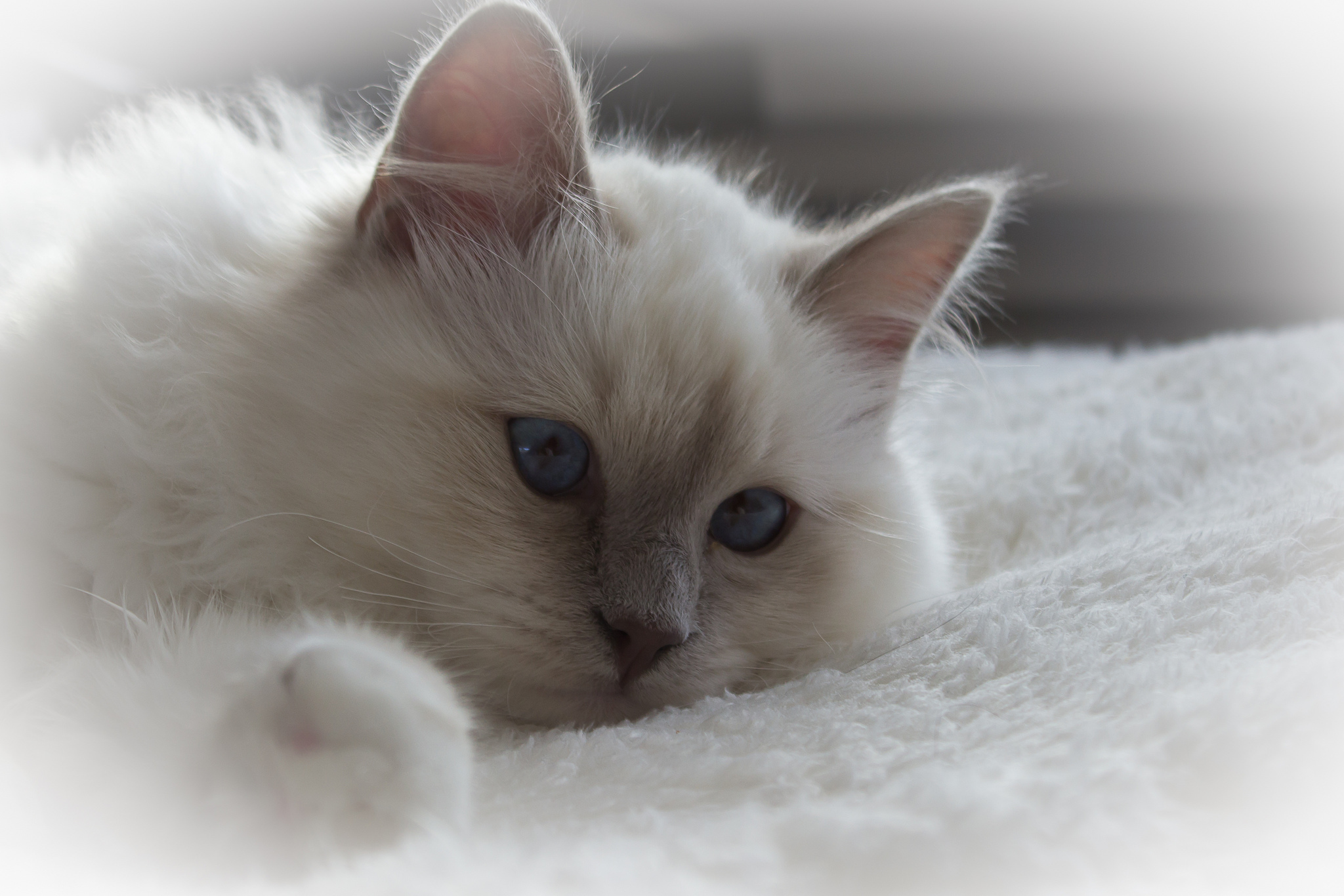 Белая киса. Кошка белая. Белый котенок. Белый пушистый котенок с голубыми глазами. Красивый белый кот.