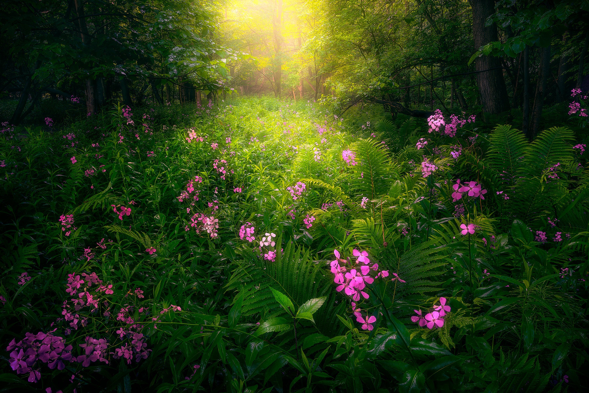 Розовый цветок в лесу