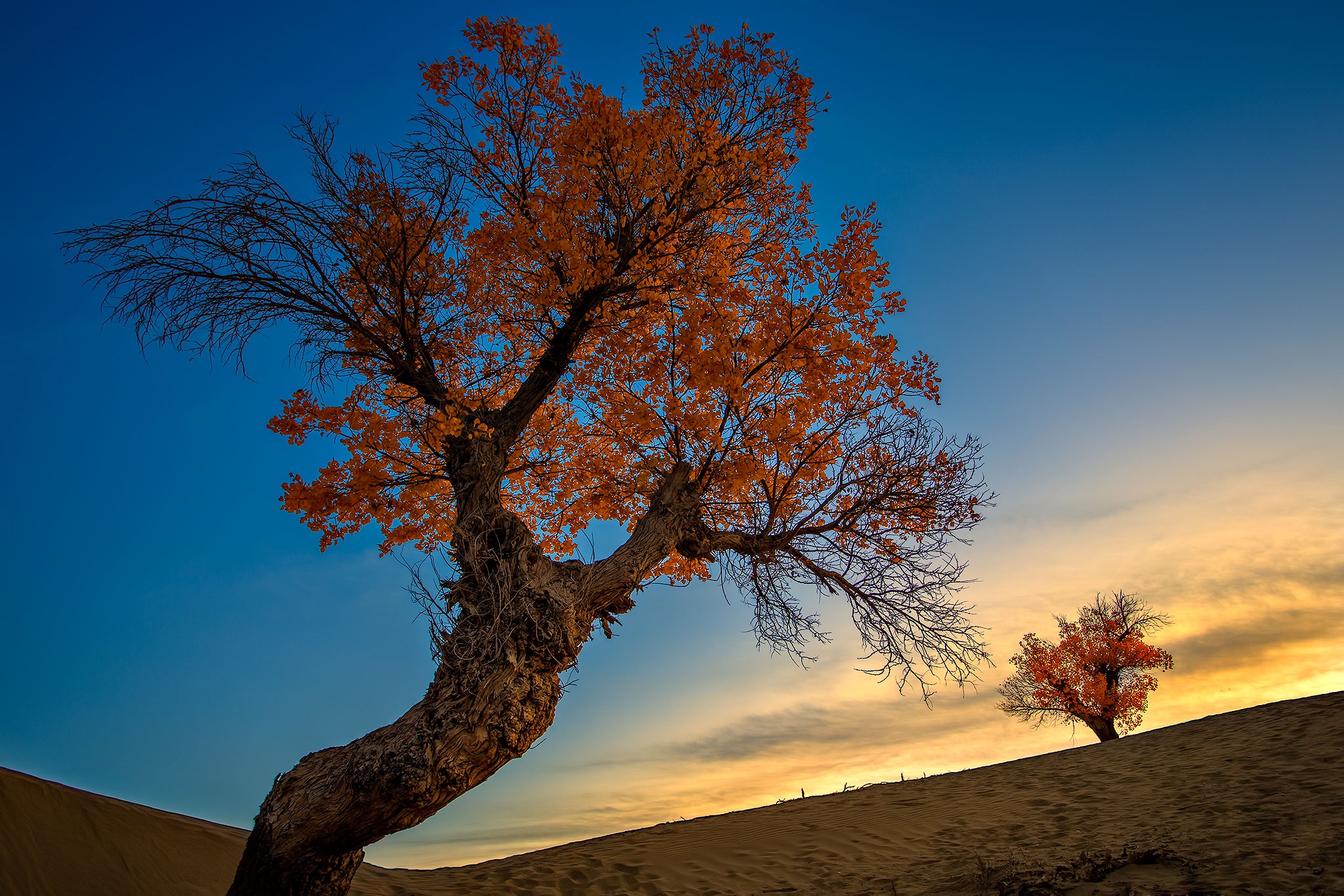 Tree fall