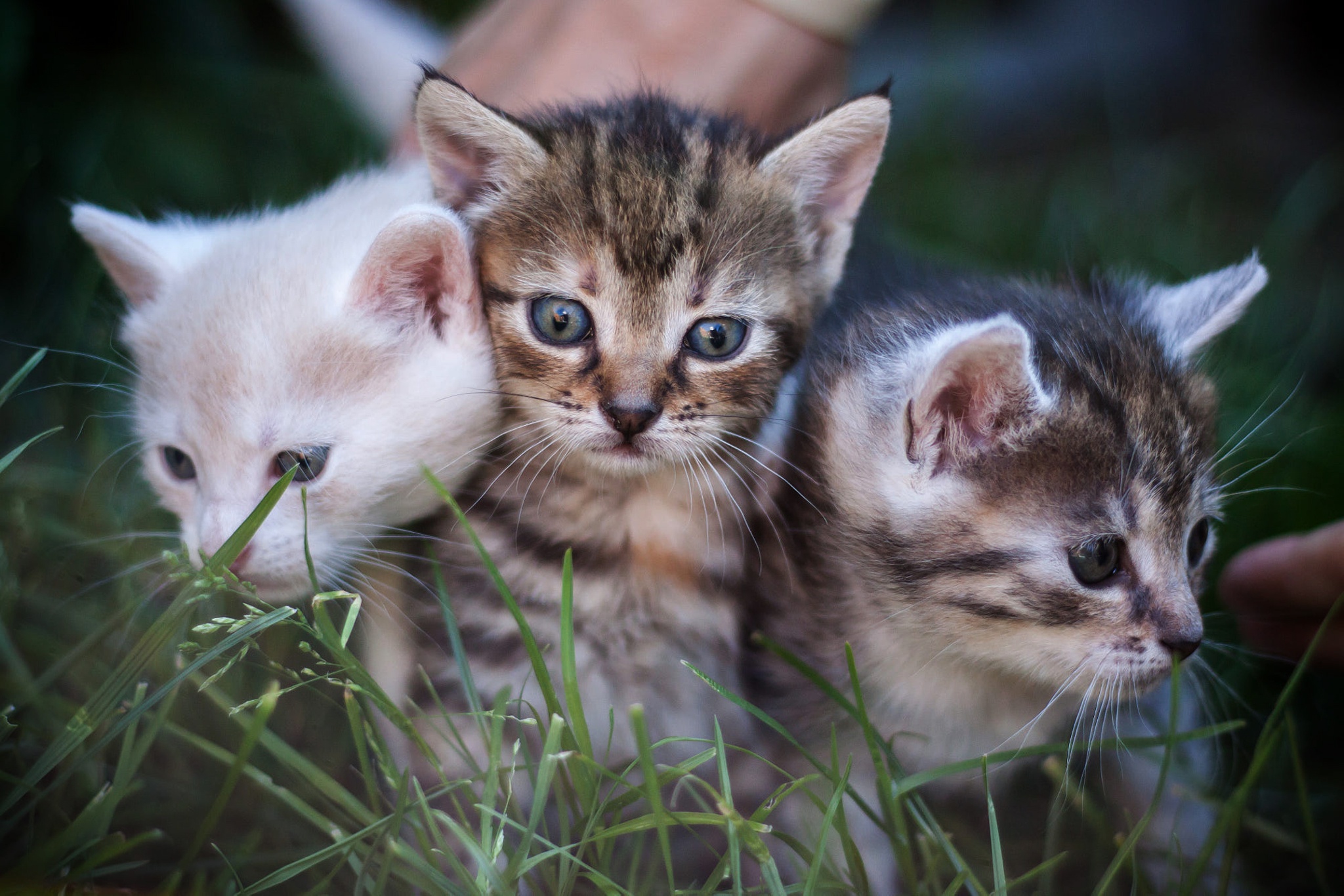 3 котиков. Маленький котенок. Три котенка. Три маленькие кошки. Трое котят.