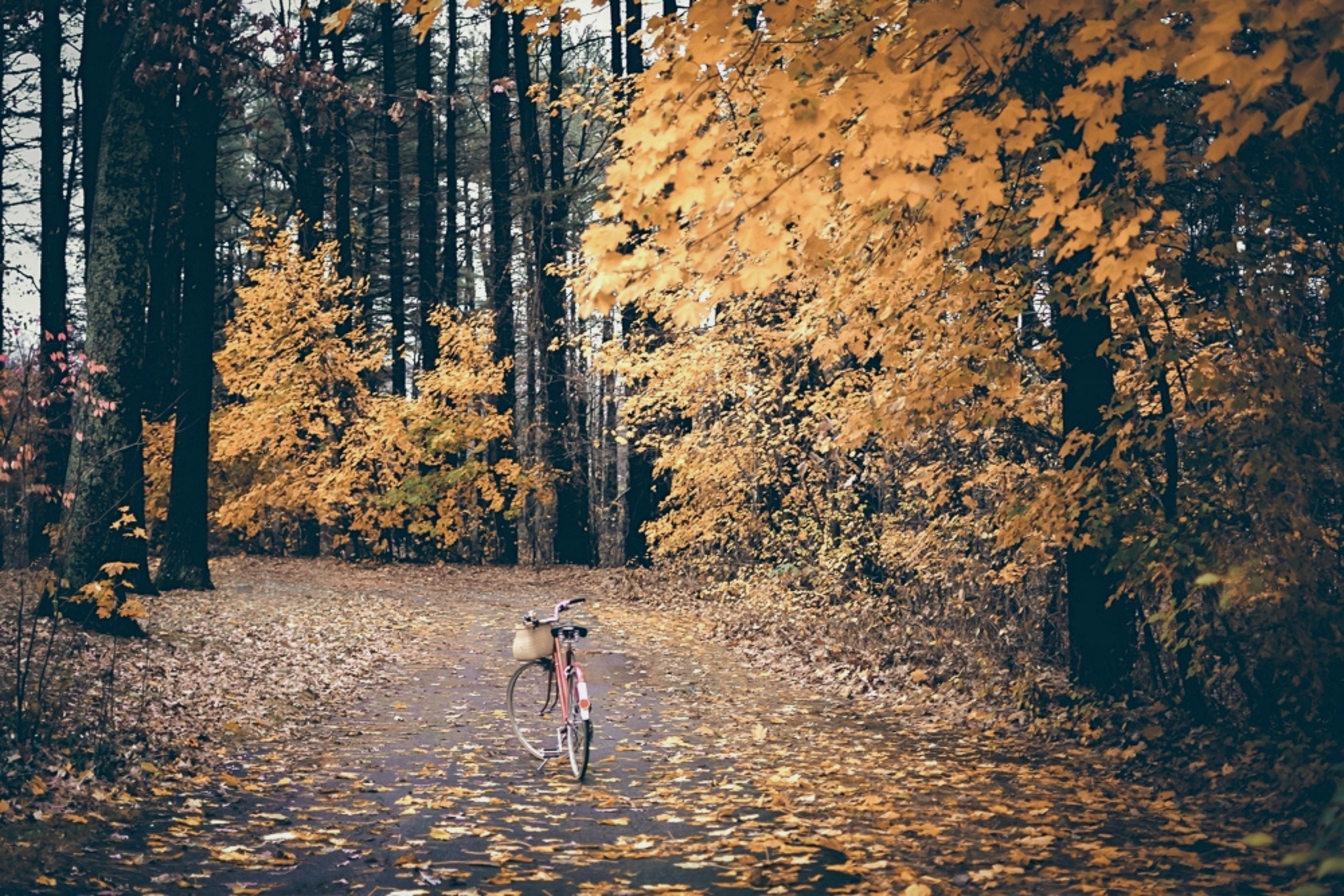 Осенний лес MTB