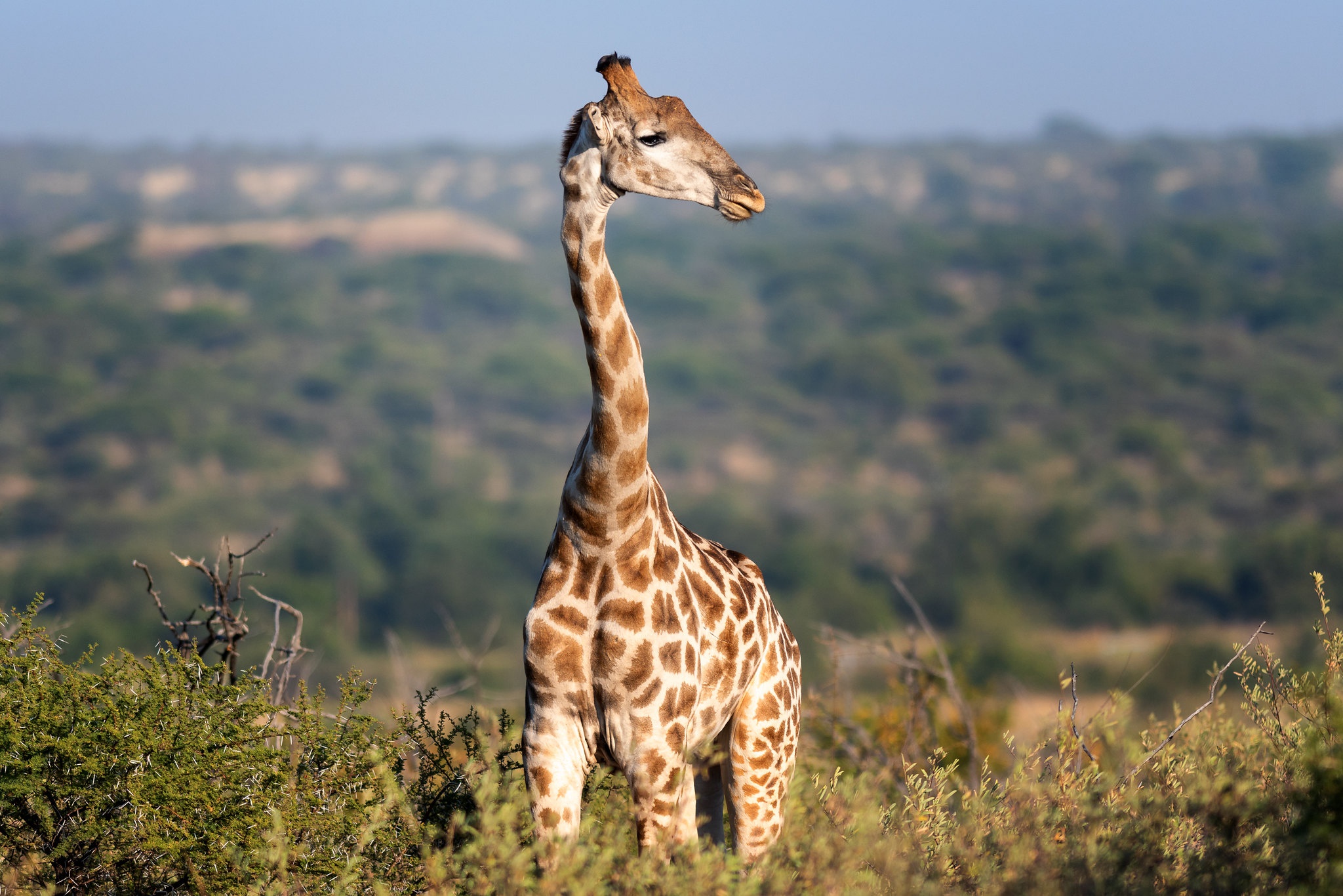 А у жирафа шея длинная. Жираф. Шея жирафа. Африканский Жираф. Заставка на рабочий стол Жирафы.