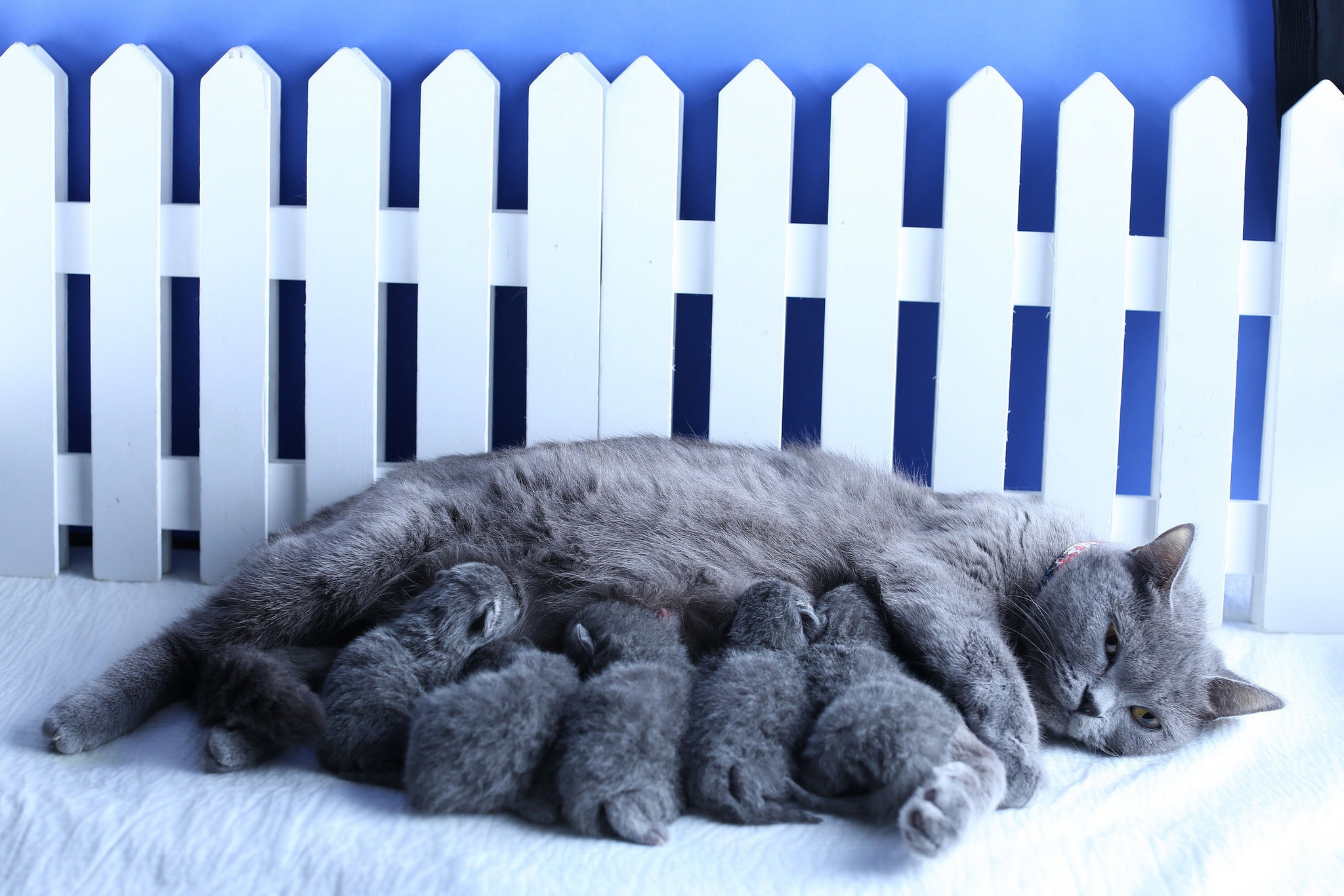 Купить маму кота. Милые британские коты на заборе. Британская кошка и ребенок. Серый котёнок на заборе. Бюджетный вариант для ограждения котят.