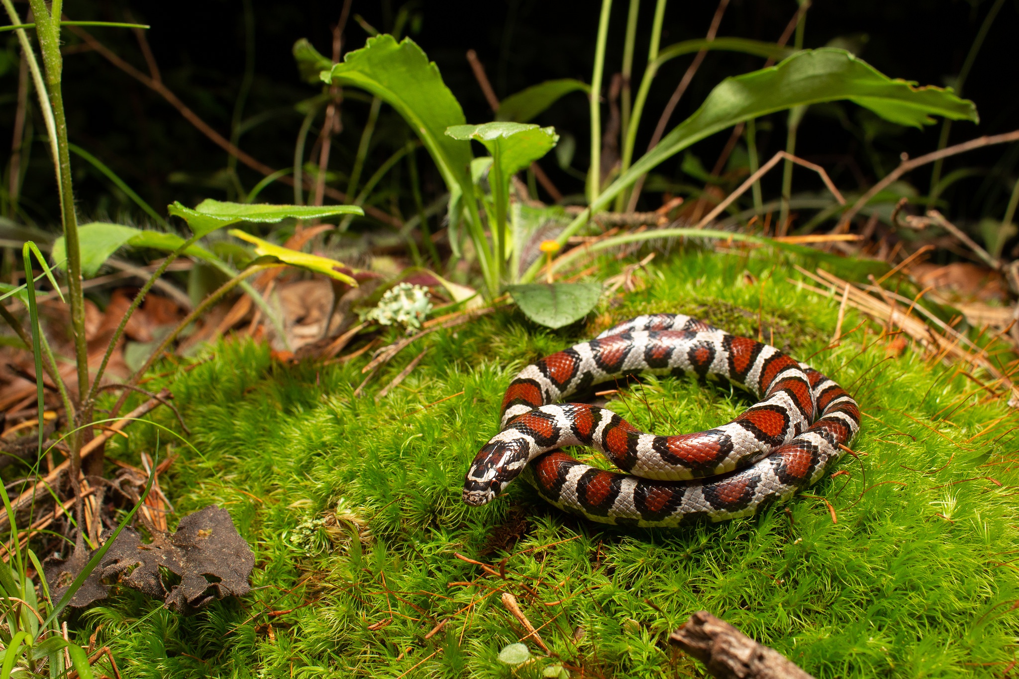 Змеи живут в тропическом лесу. Змея. Змеи в природе. Змеи в траве. Тропические змеи.