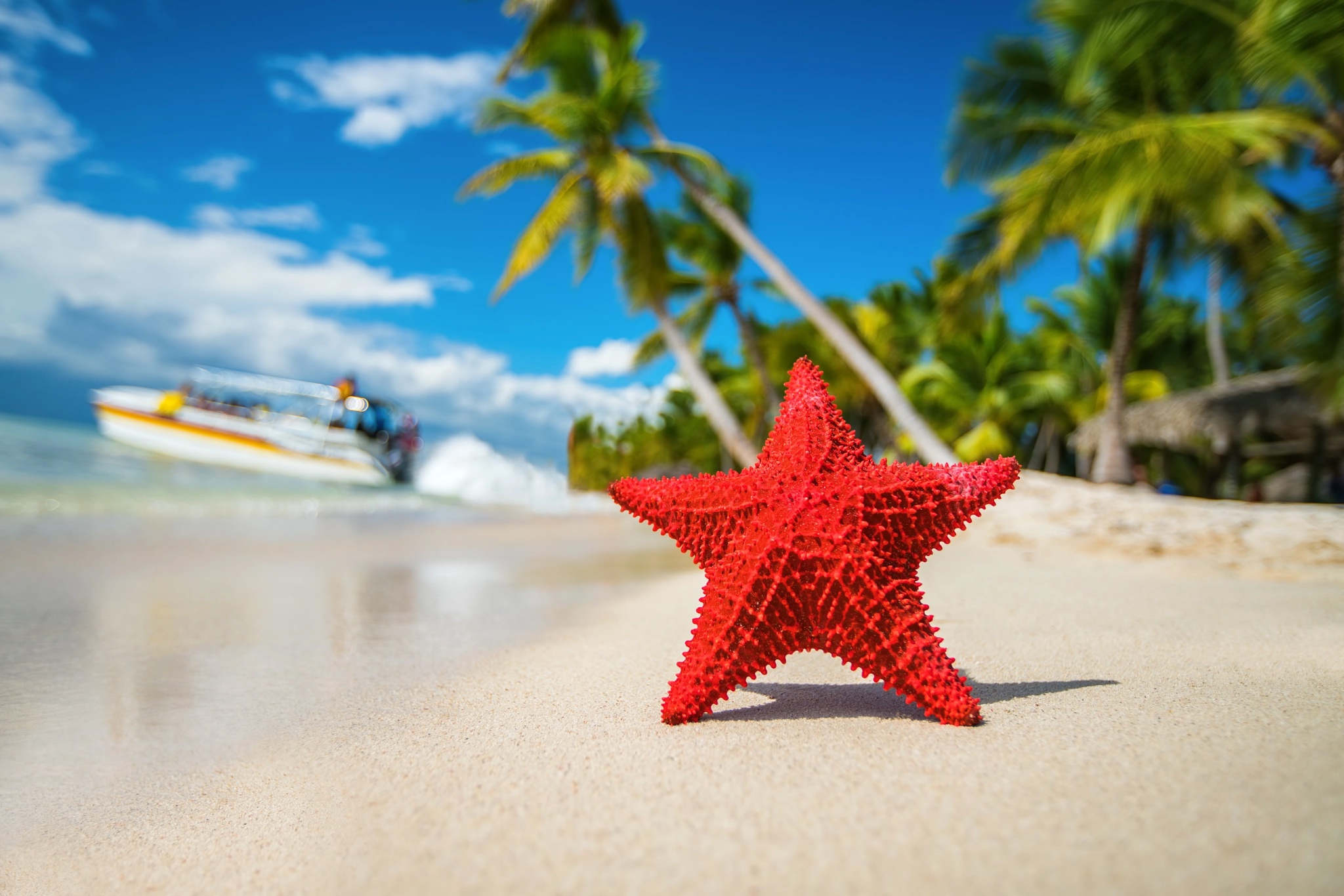 Включи звезда берег. Морская звезда. Морская звезда в море. Морская звезда на пляже. Море пляж пальмы звезды.