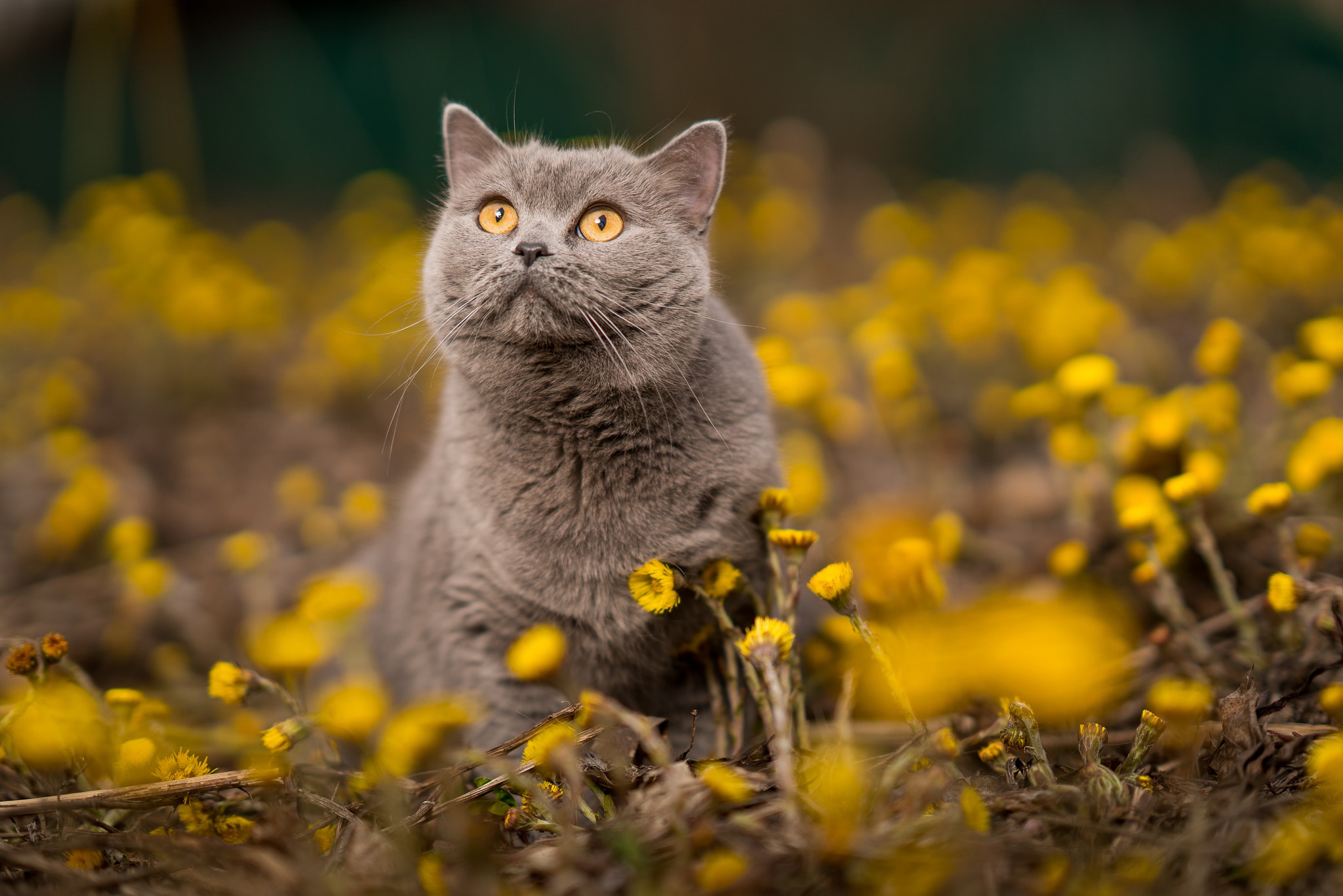 Весенняя кошечка. Кошка на природе. Британская кошка с желтыми глазами. Весенний котик.