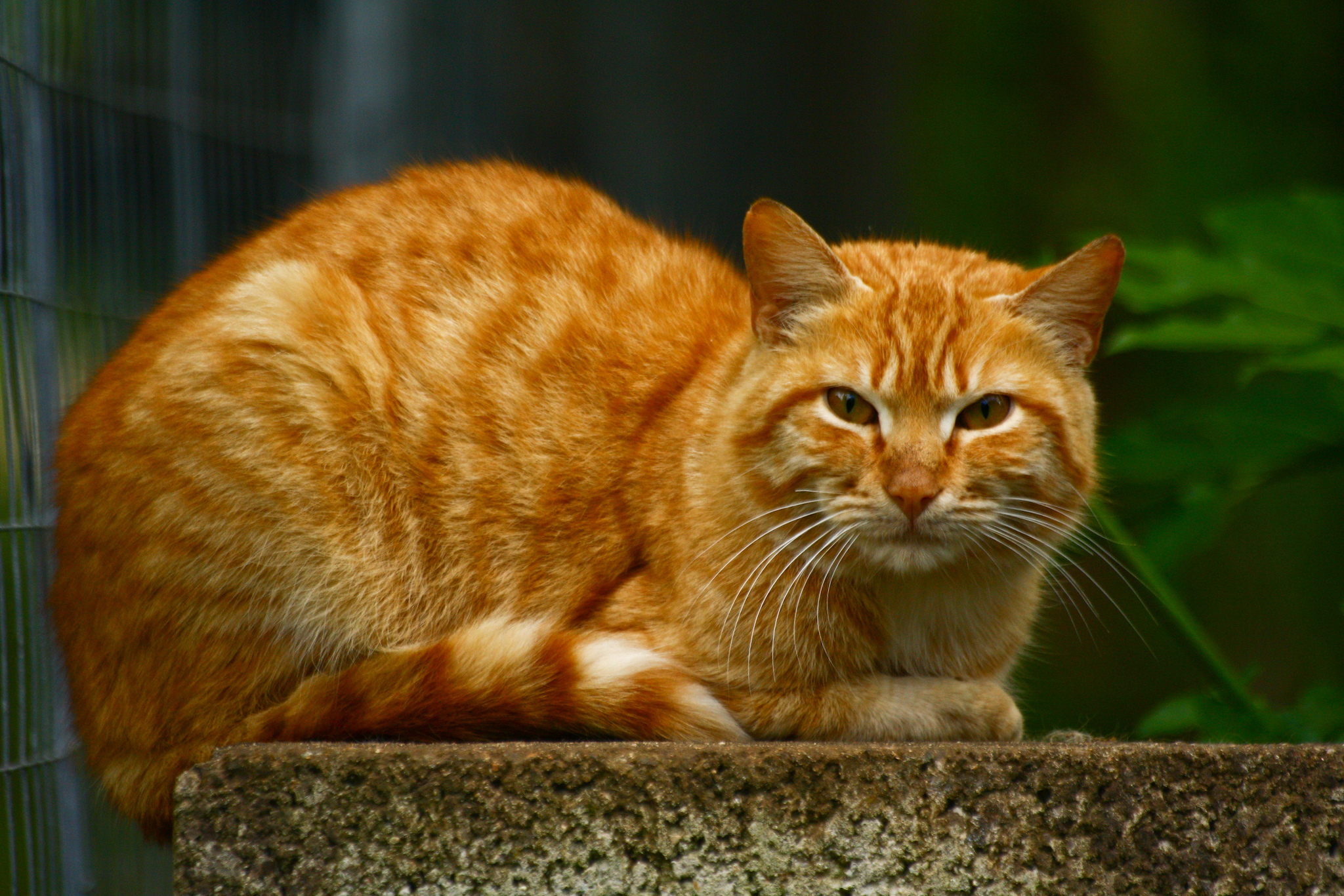 Рыжая полосатая кошка. Бразильская короткошерстная кошка рыжая. Макрелевый табби рыжий. Бразильский короткошерстный кот рыжий. Табби кошка рыжая.