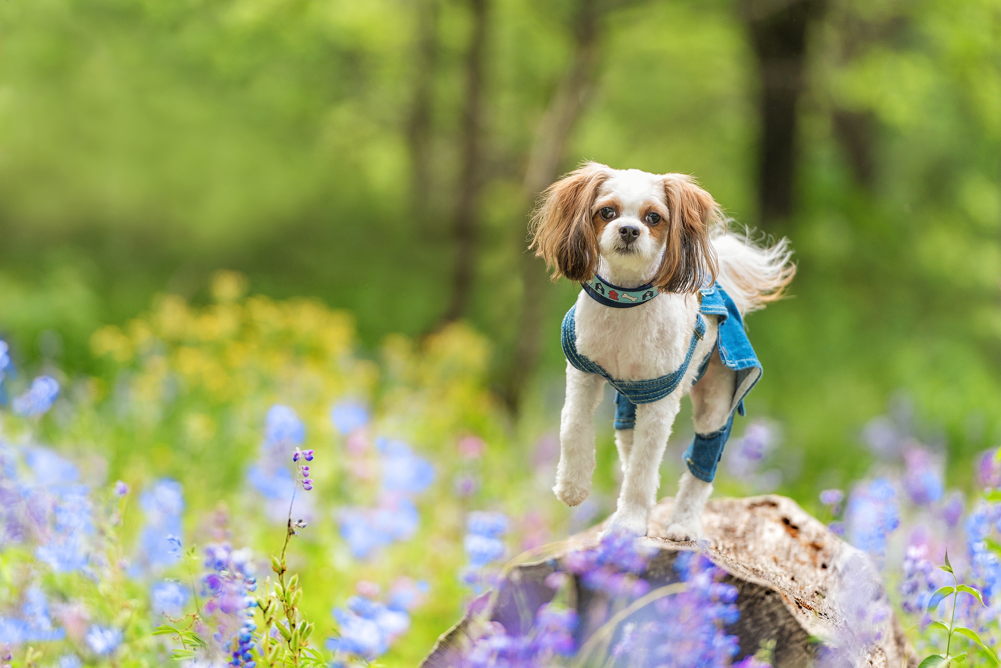 Собаки весной картинки. Собака в цветах. Щенок в цветах. Собака с цветами.