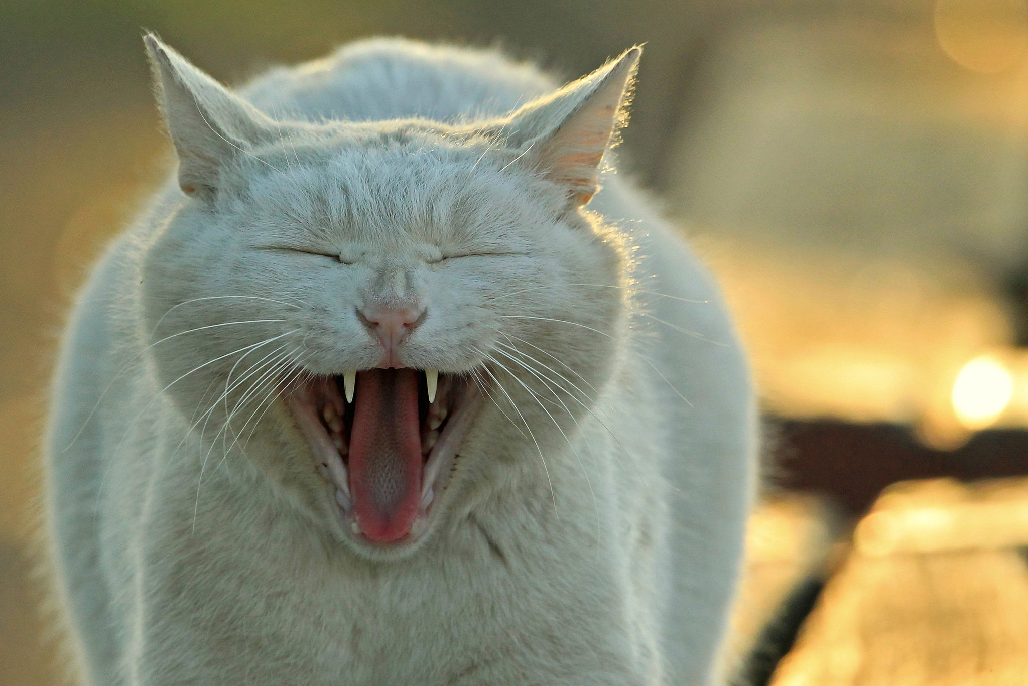 Белый смешной. Кот зевает. Белый кот зевает. Белая кошка зевает. Кошачий зевок.