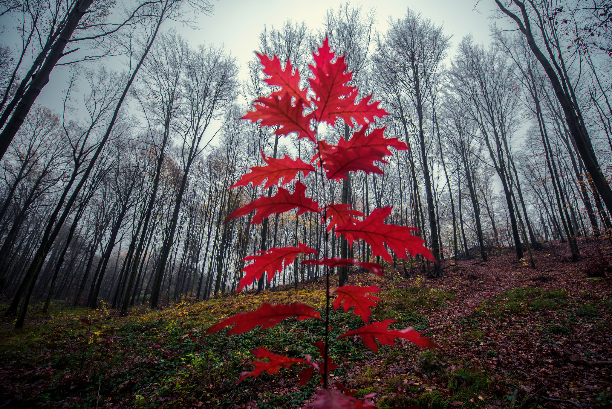 Красивое красное дерево. Клен канадский остролистный красный. Клён канадский краснолистный. Клен канадский ред Сансет. Кленовые Рощи в Канаде.