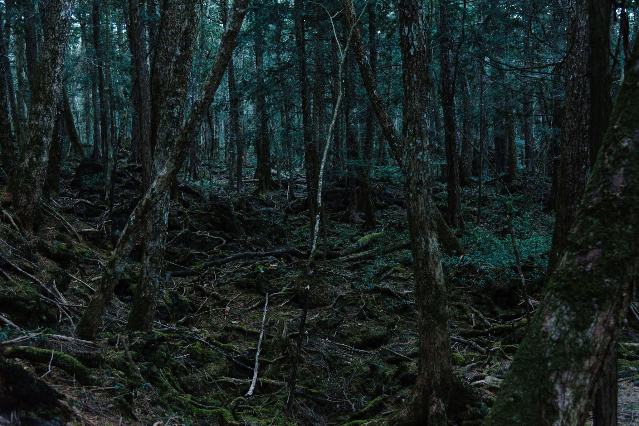 лес в японии убийц