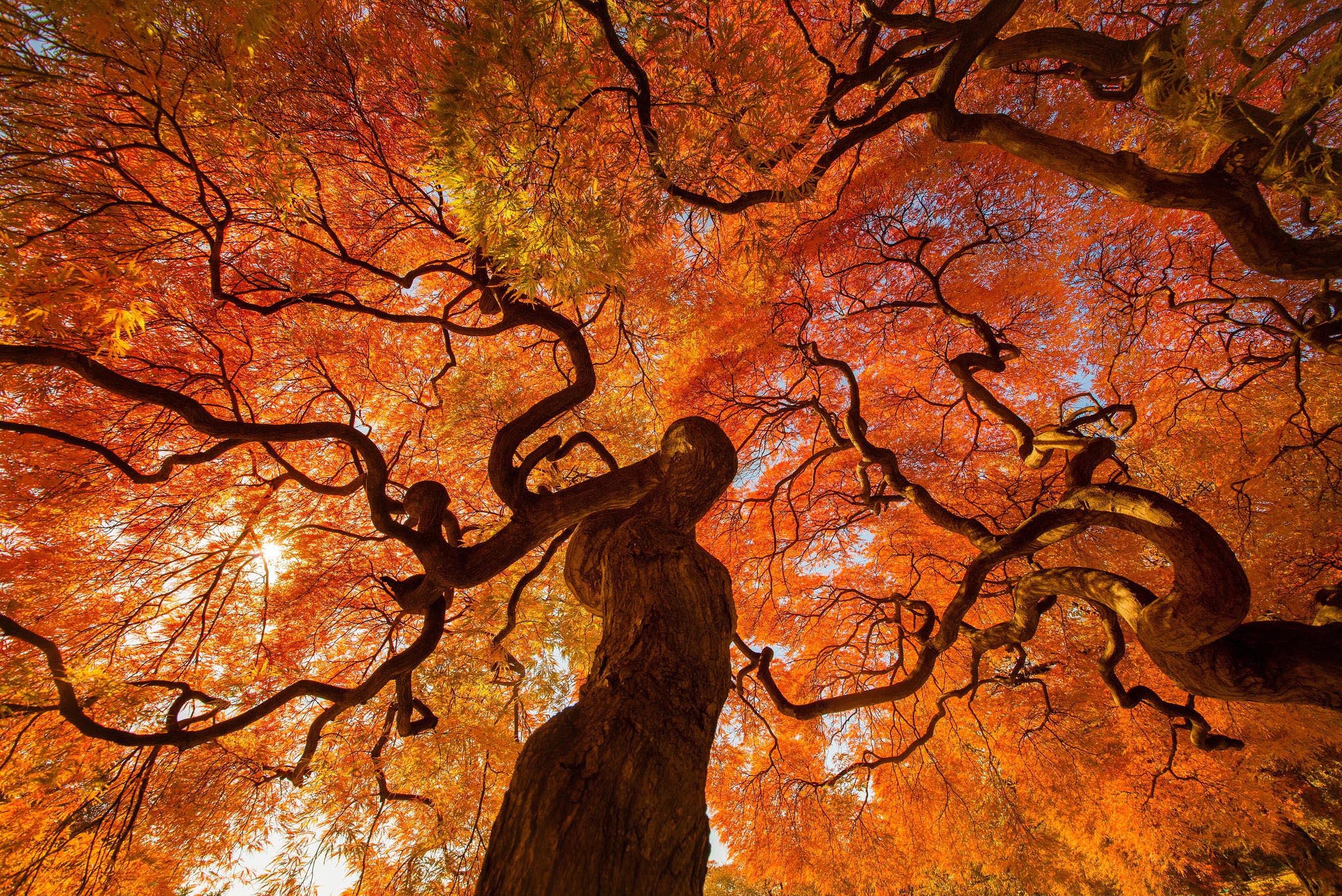 Невероятная осень. Осеннее дерево. Красивое дерево. Осень деревья. Деревья осенью.