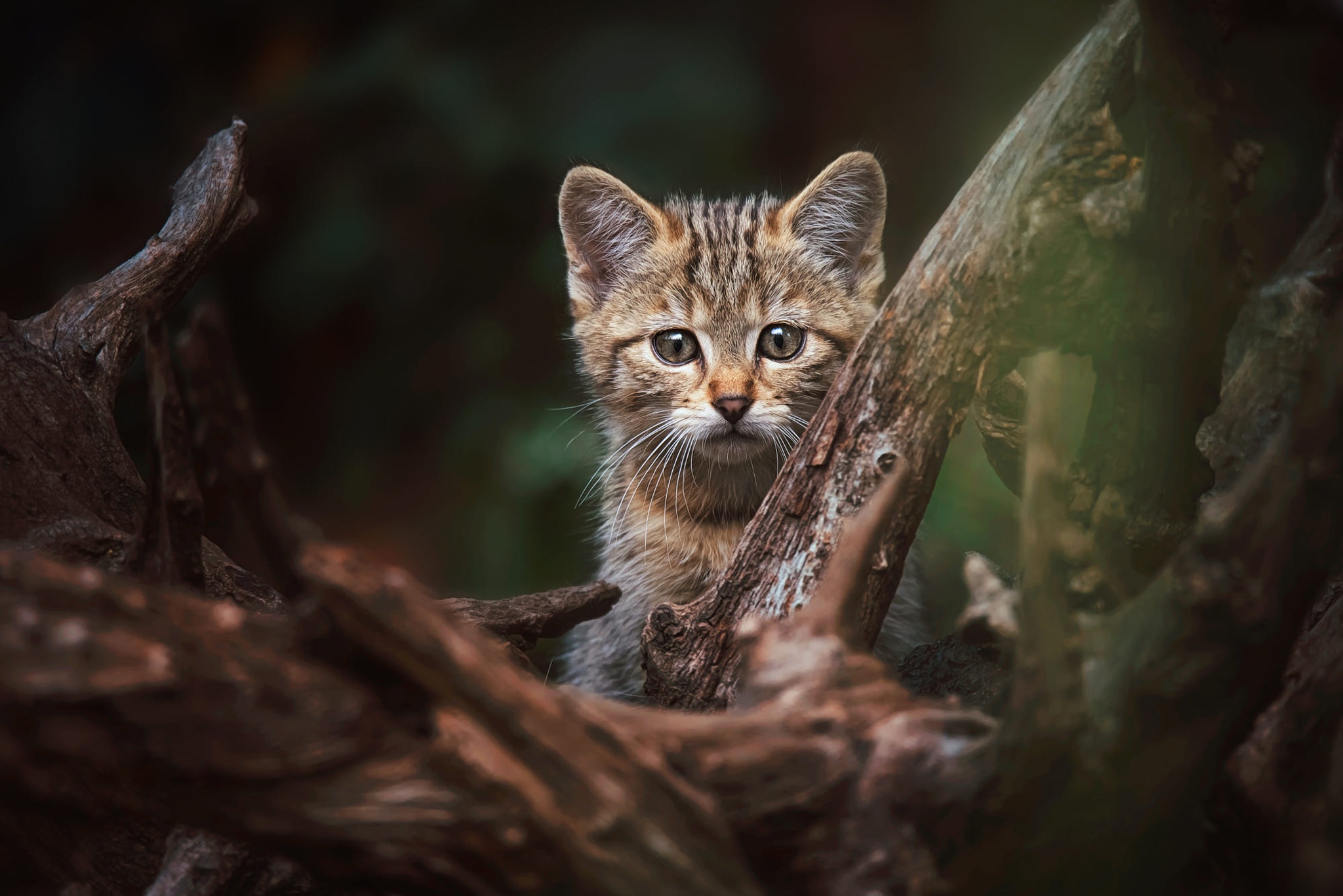 Кот в лесу. Лесной кот. Котенок в лесу. Дикие кошки в природе. Кошка на фоне леса.